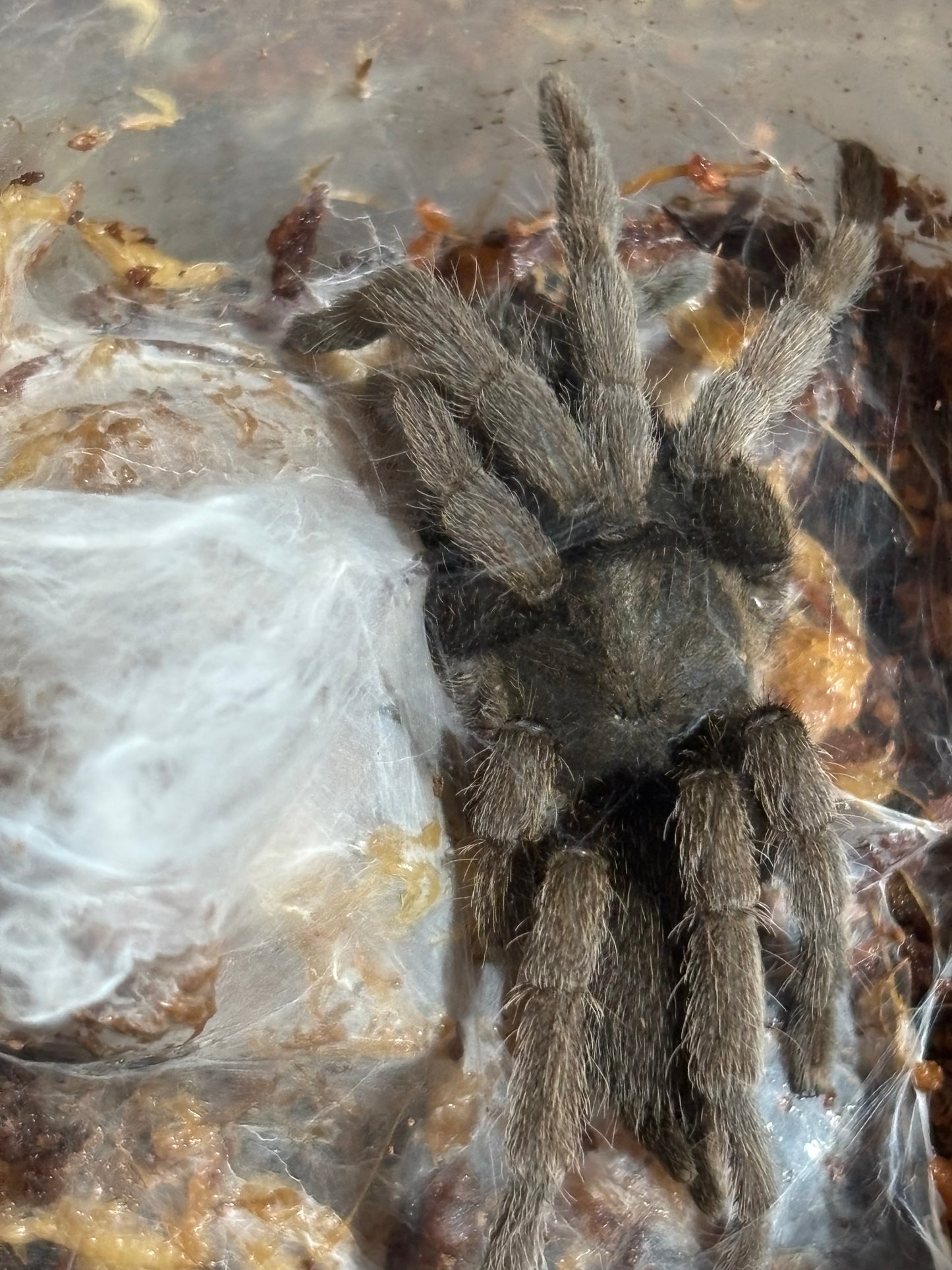 Coremiocnemis tropix 50mm leg span cardstone area.