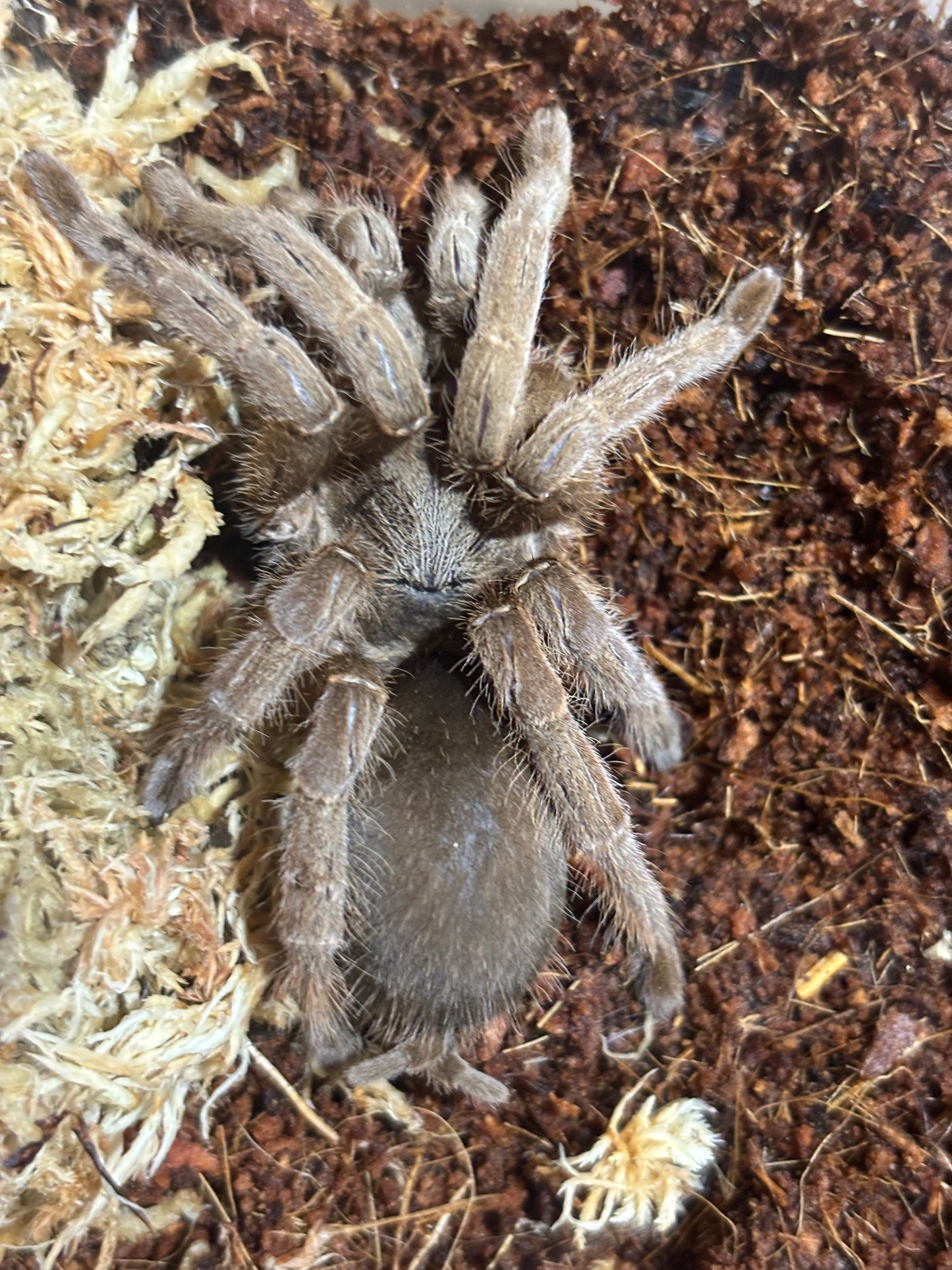 Goddess ( Selenotypus sp3 ) female.