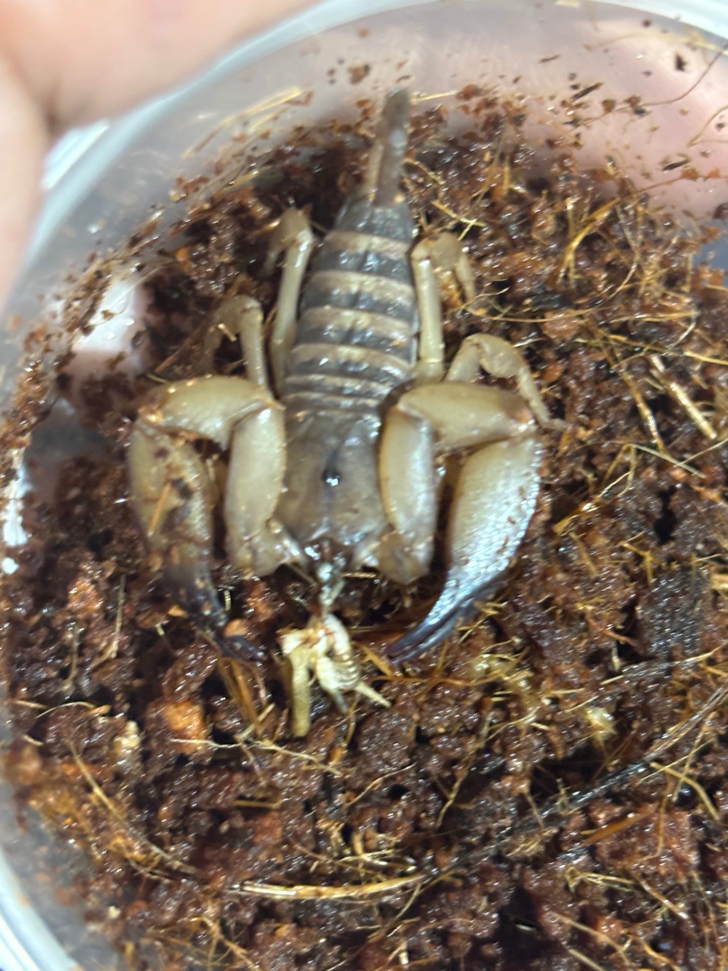 Rainforest scorpion juvenile Cooktown area.