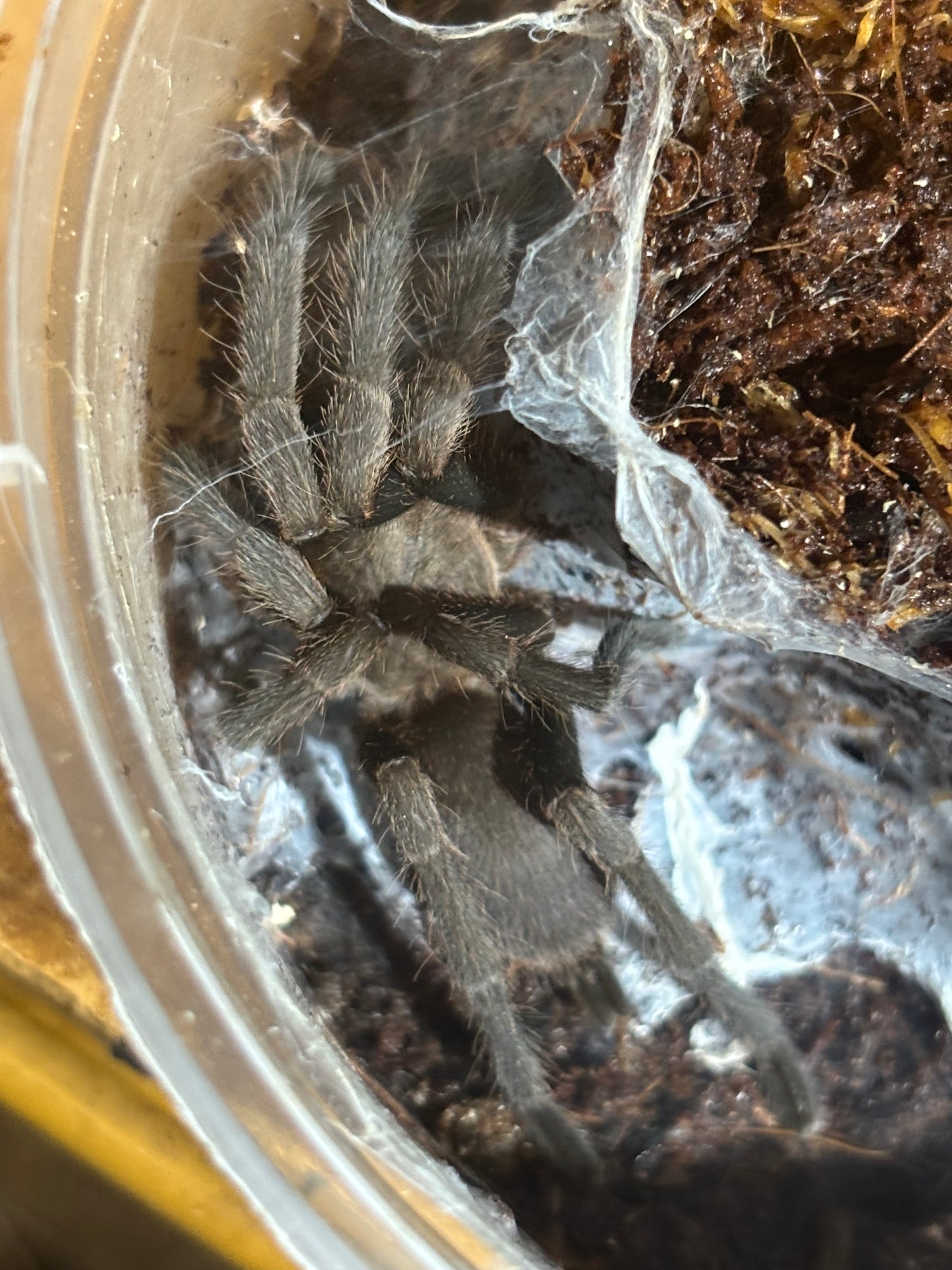 Juvenile male pq113.