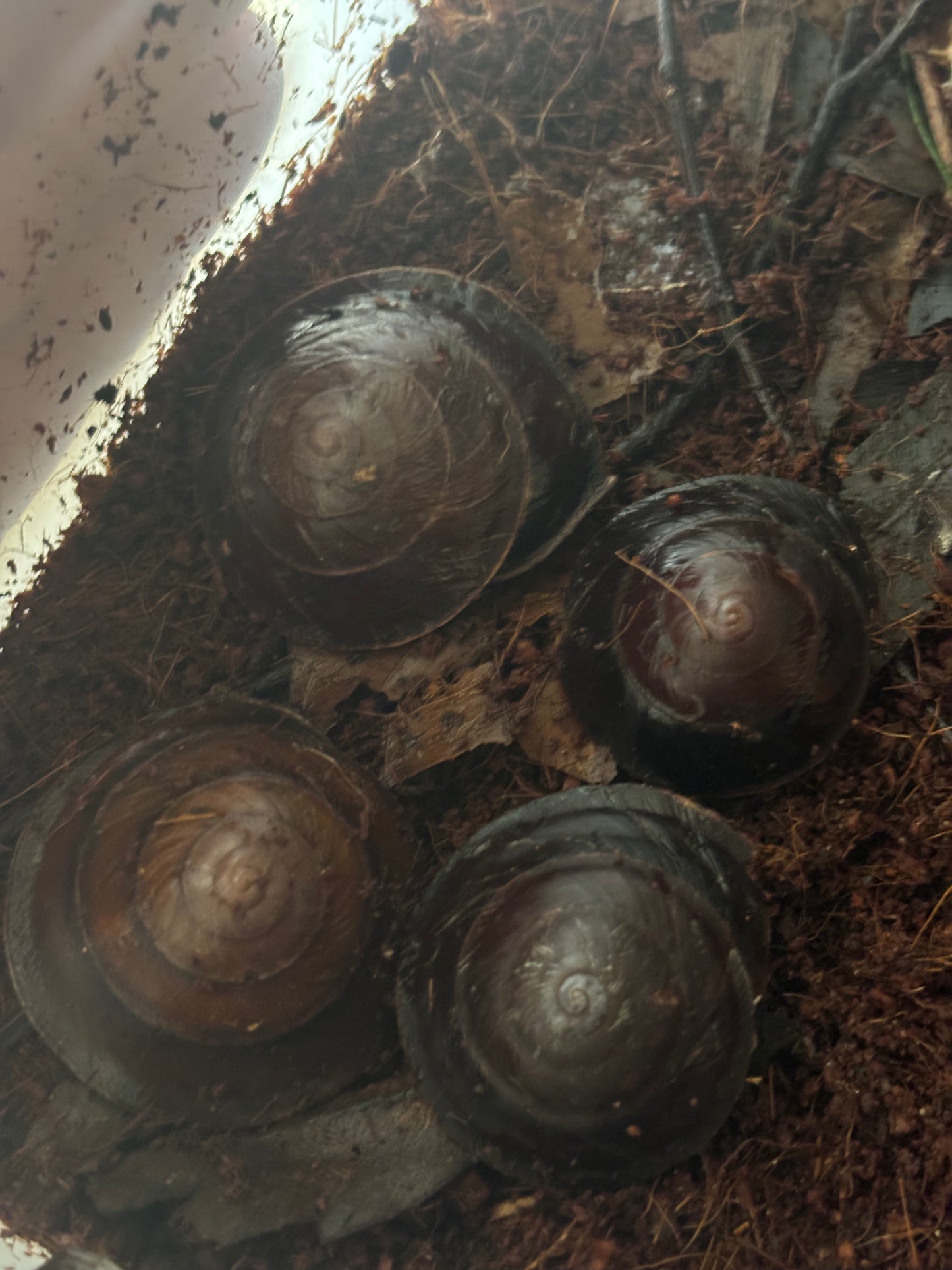 Richmond river Keeled snail.