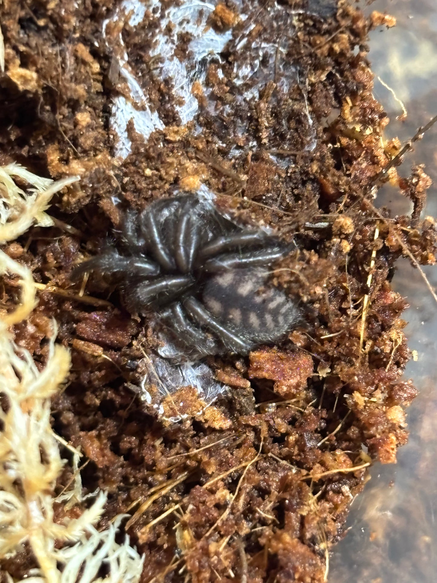 Paraembolides Nelligen area.