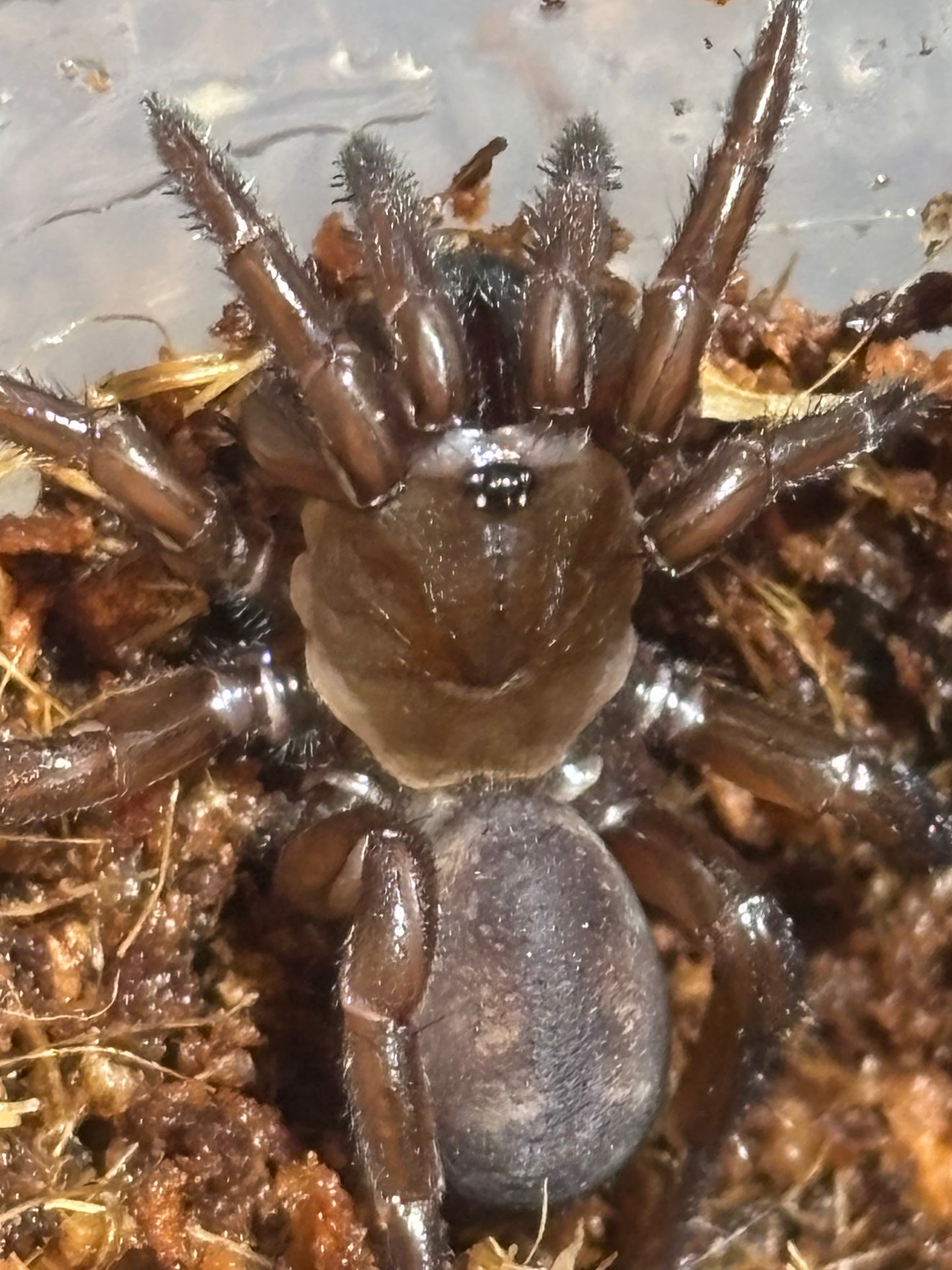 Southern Invertebrates is now closed until the 16th of the 7th 2026.