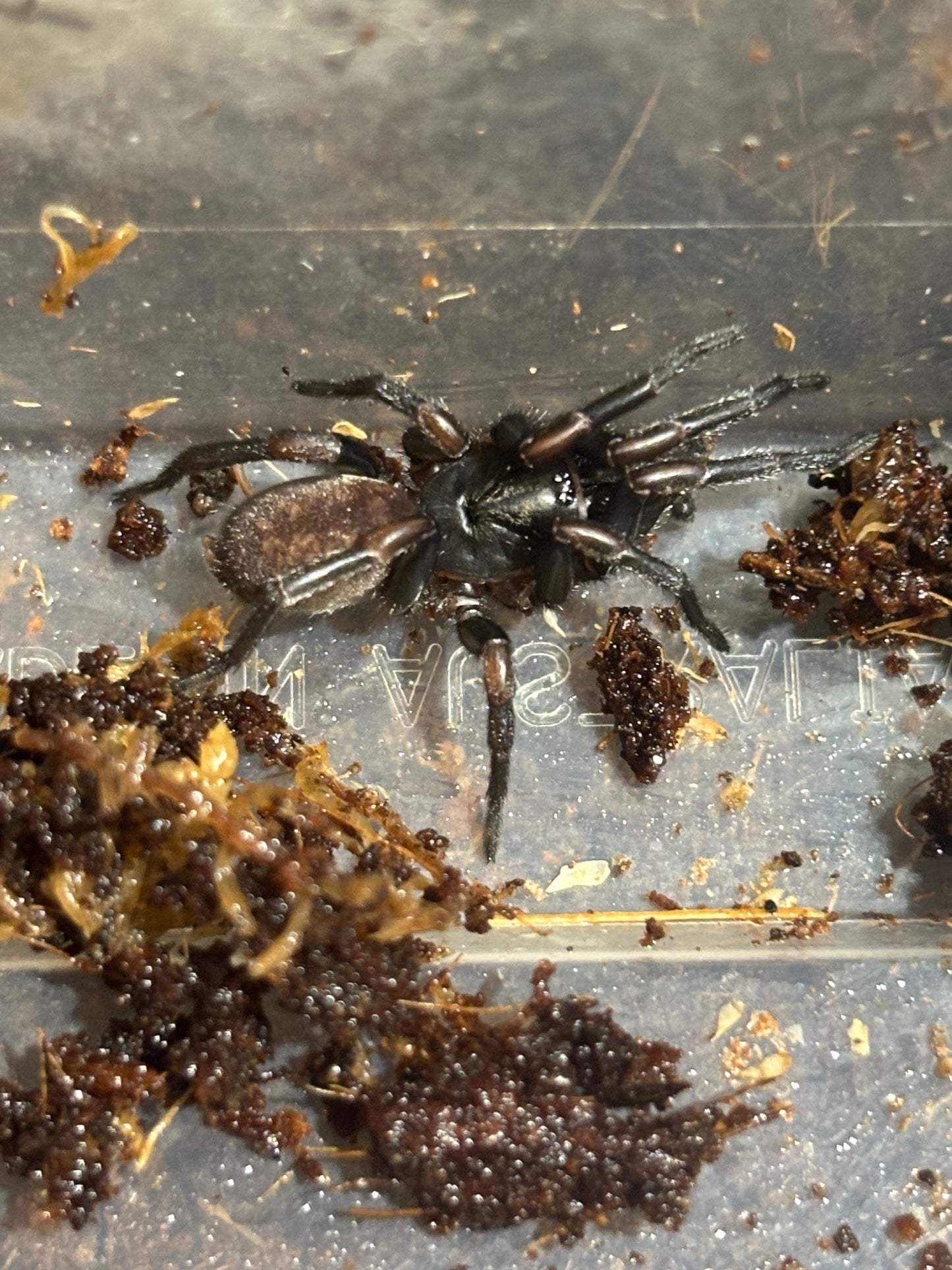 Stanwellia sp orange large sling.