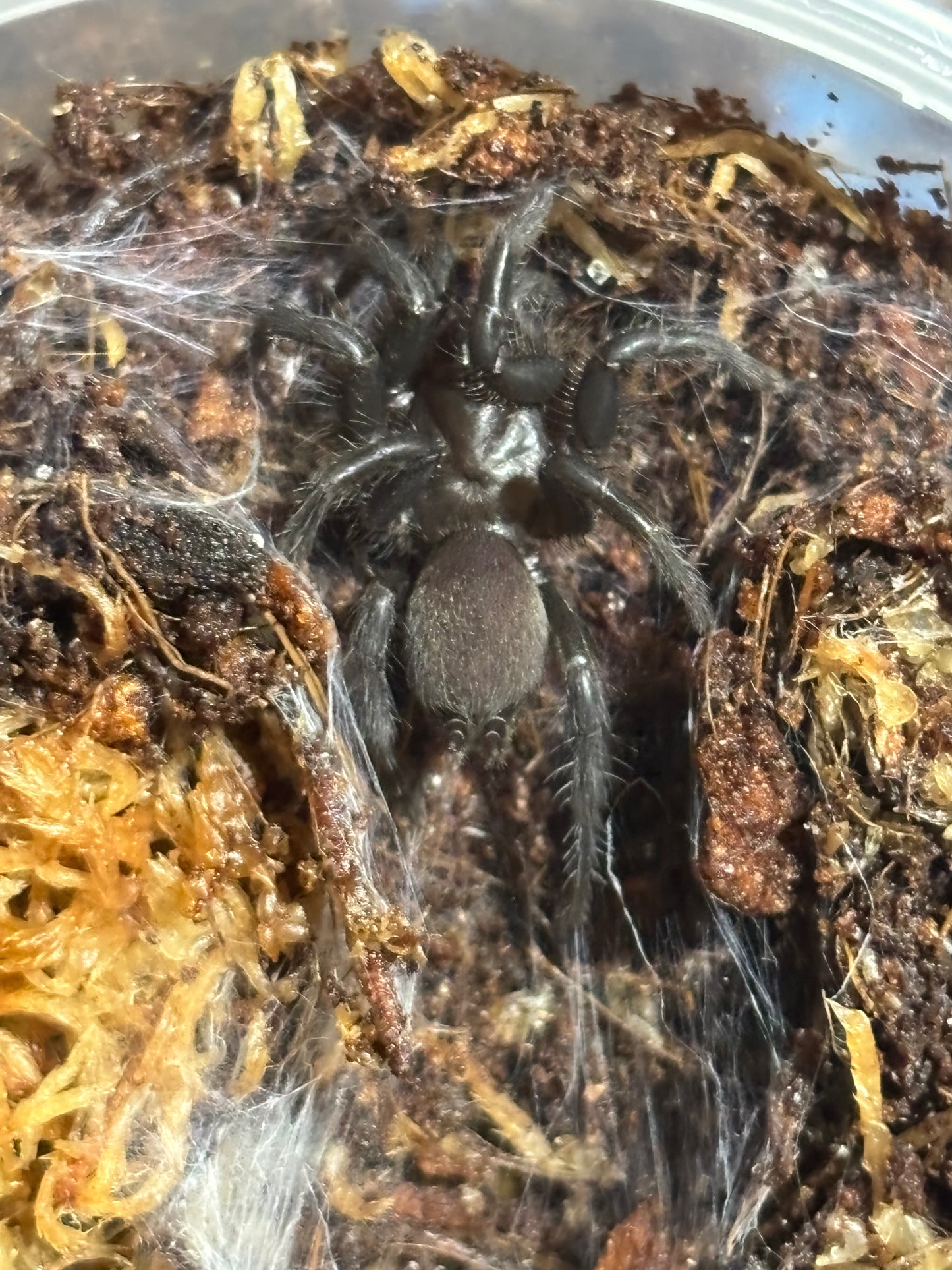 Namirea sp copperload.
