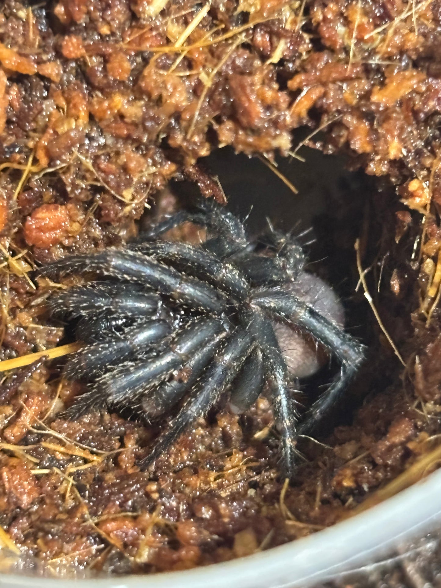 Cataxia sp Kilcoy.