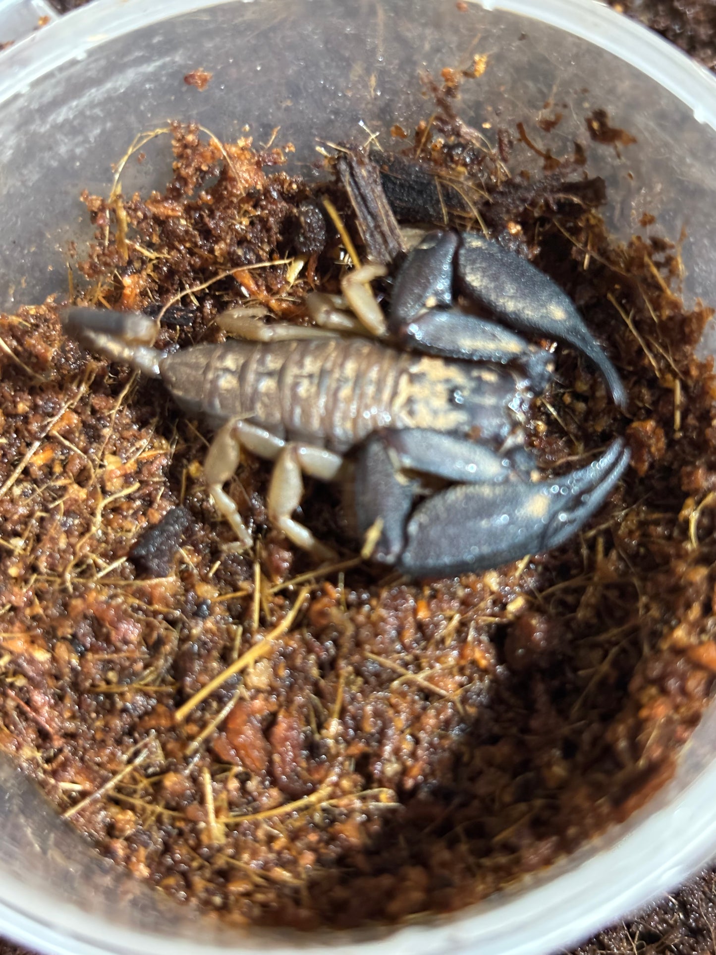 Rainforest scorpion Kuranda male.
