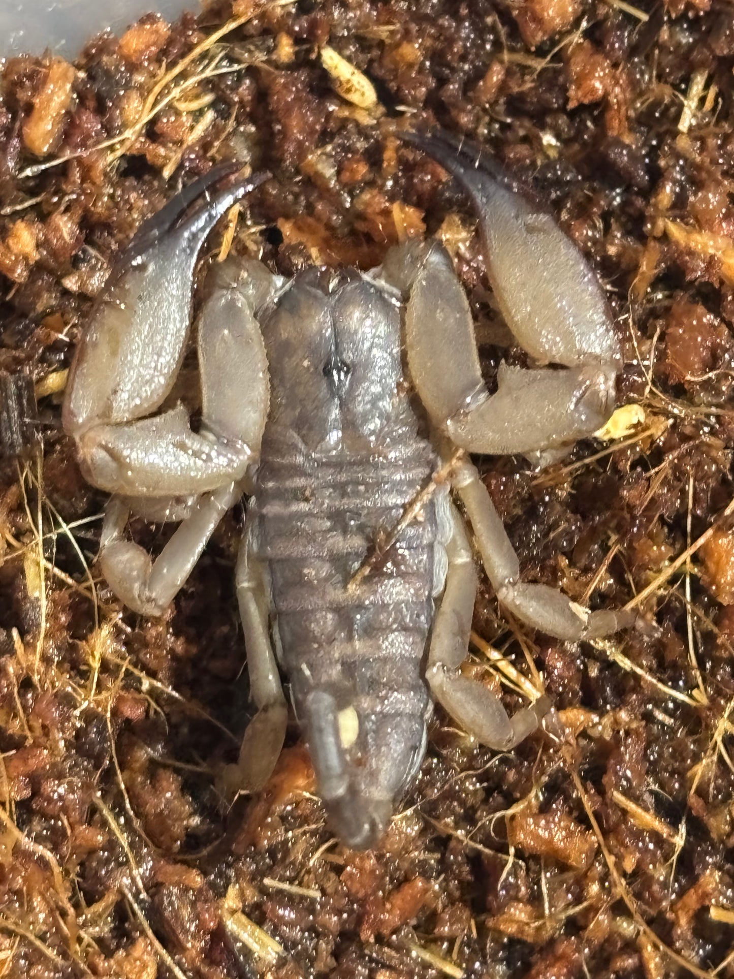 Rainforest scorpion Cooktown small juvenile.