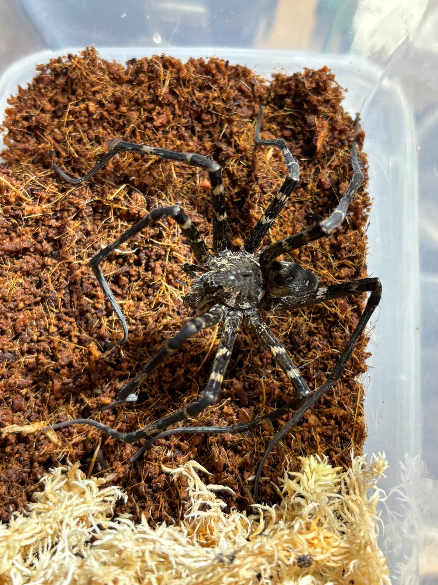 Water spider ( Megadolomedes trux ) large juveniles.