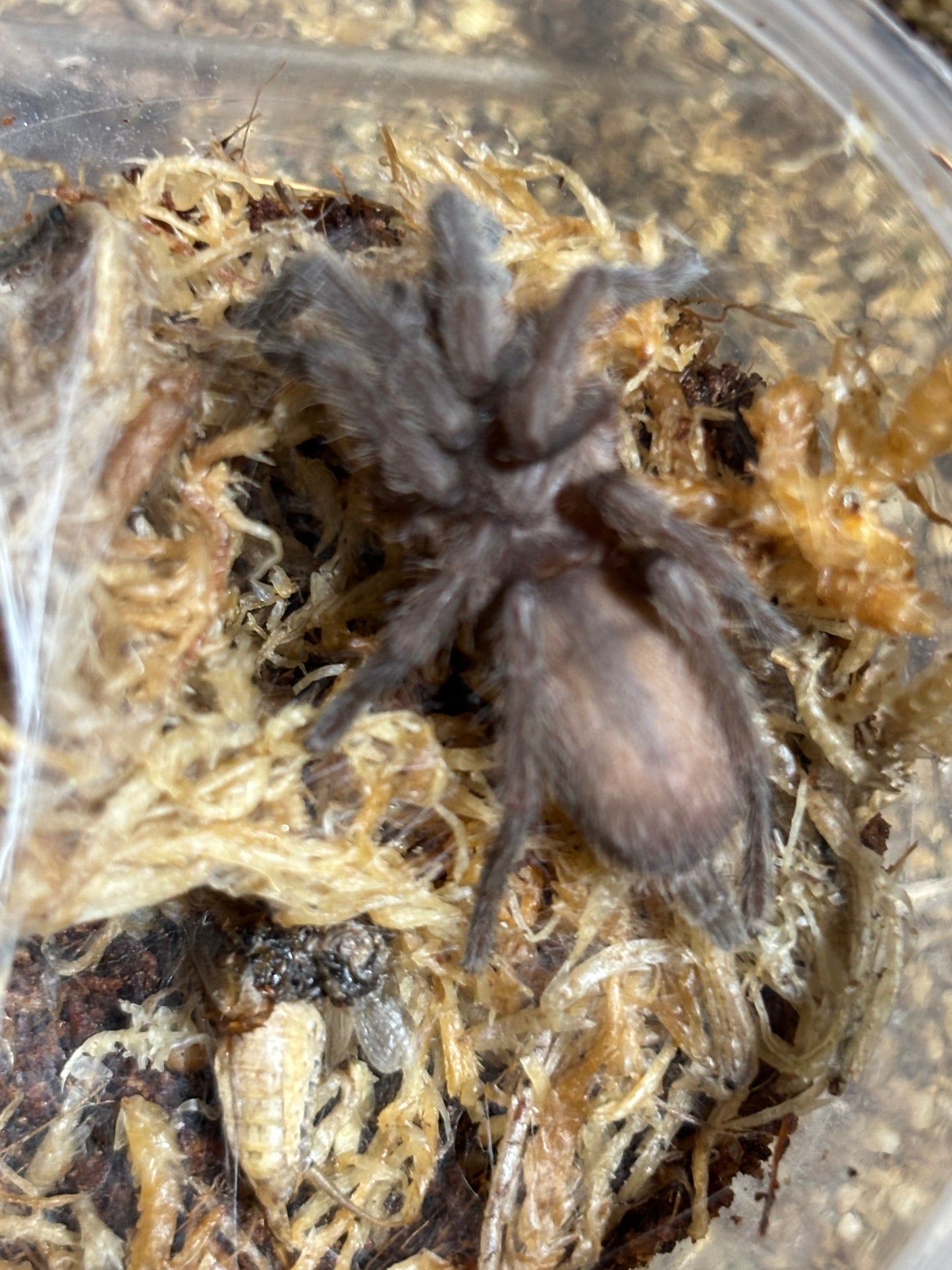 Phlogius Hann tablelands 45mm leg span.