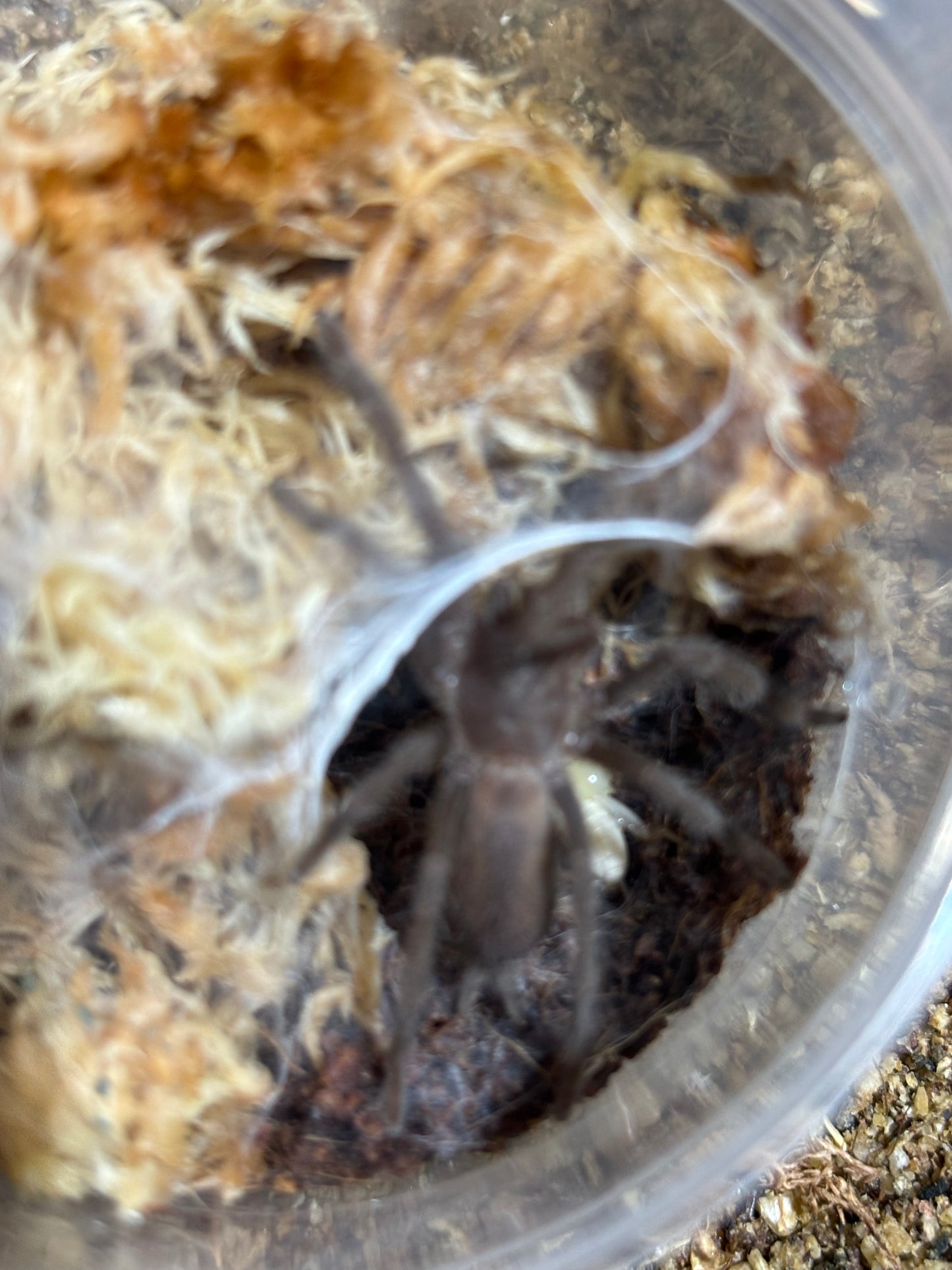 Phlogius ghost advanced sling.