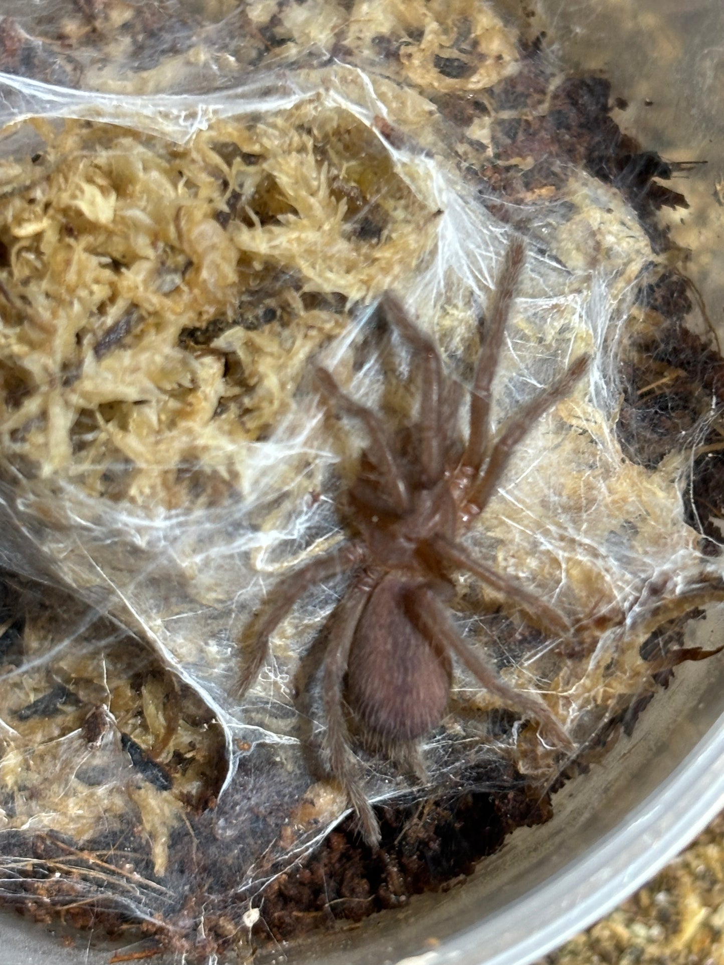 Phlogius red head sling .