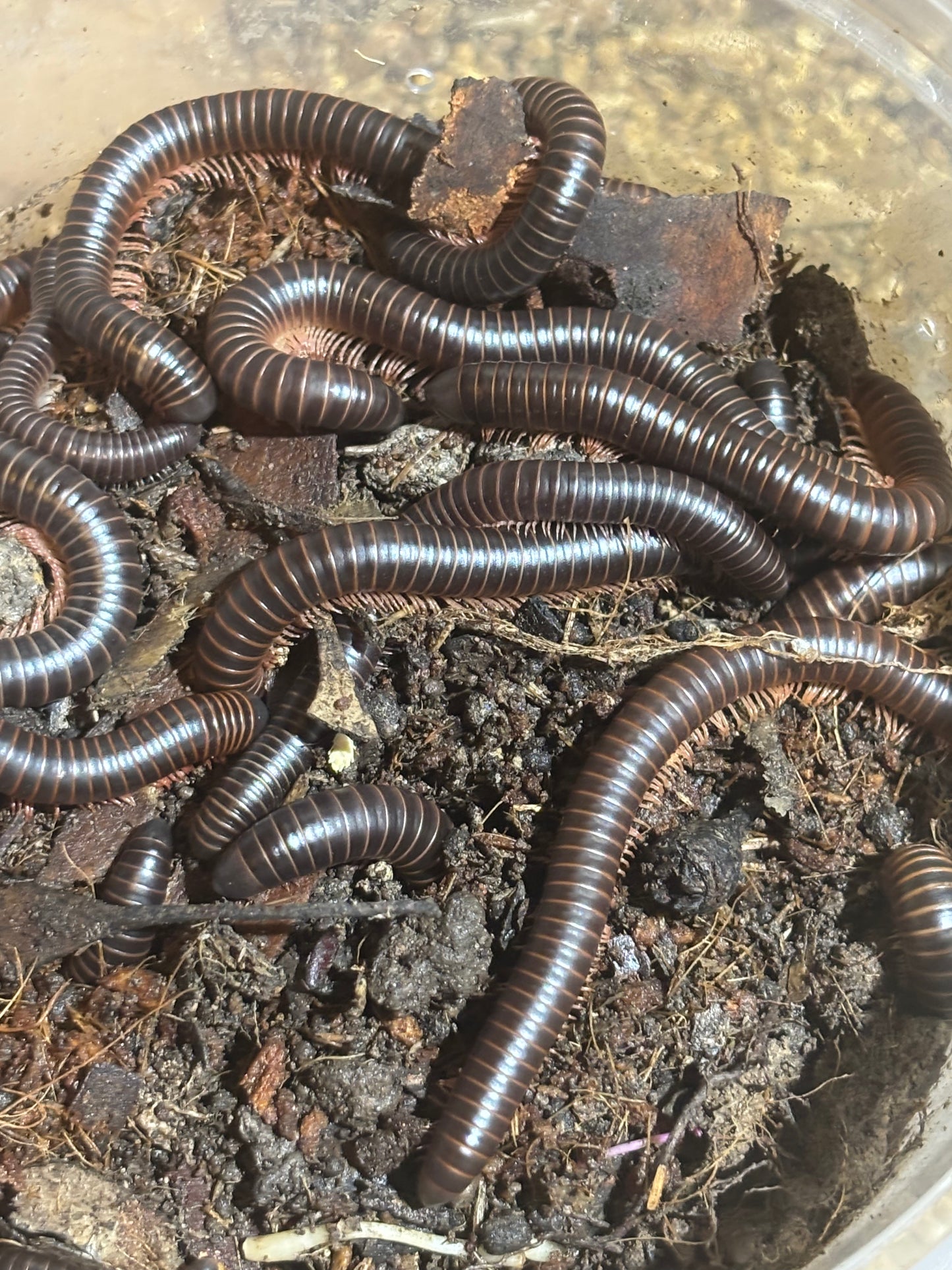 Millipedes Grafton local.