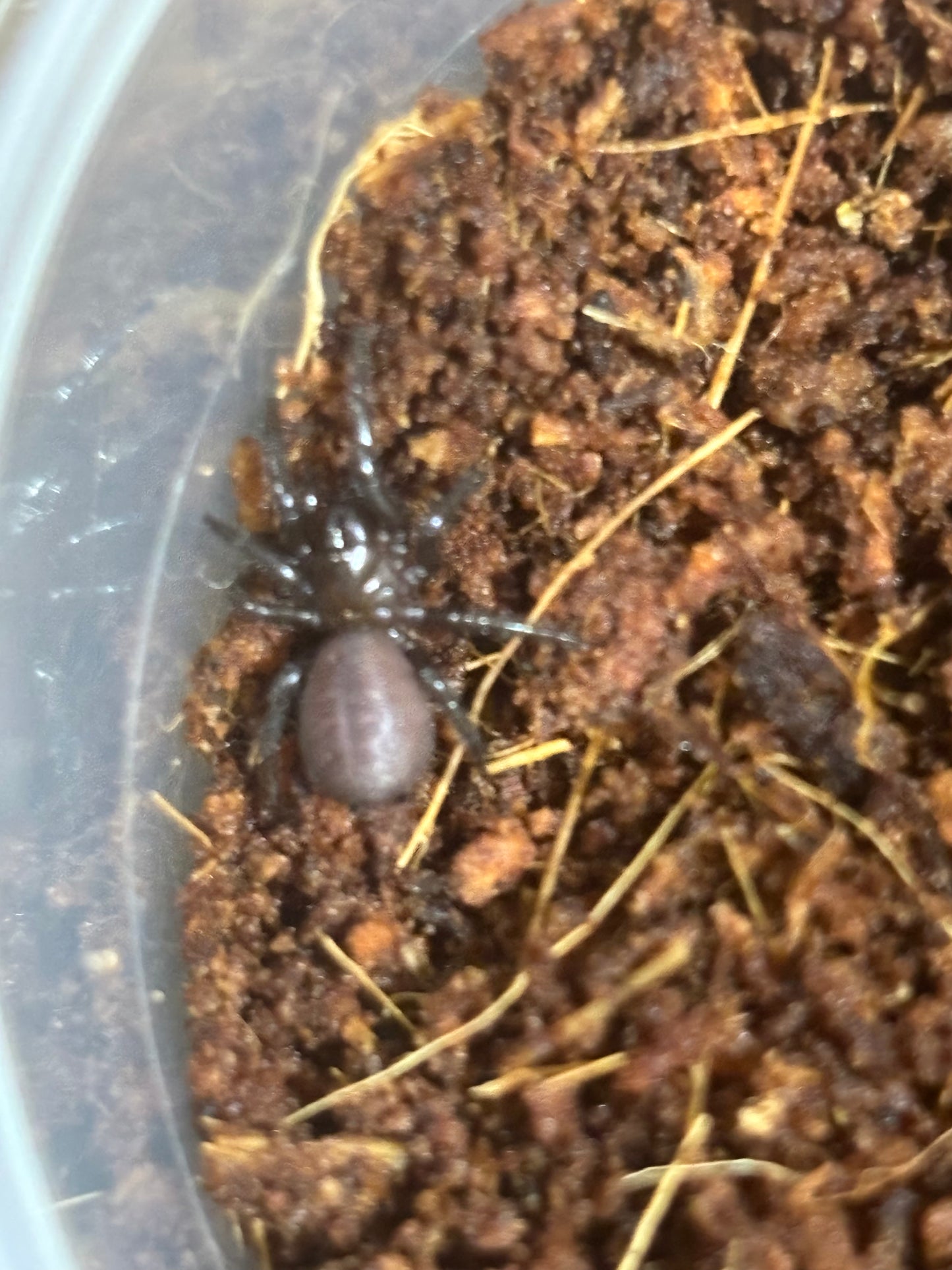 Atrax sp black springs slings captive bred.