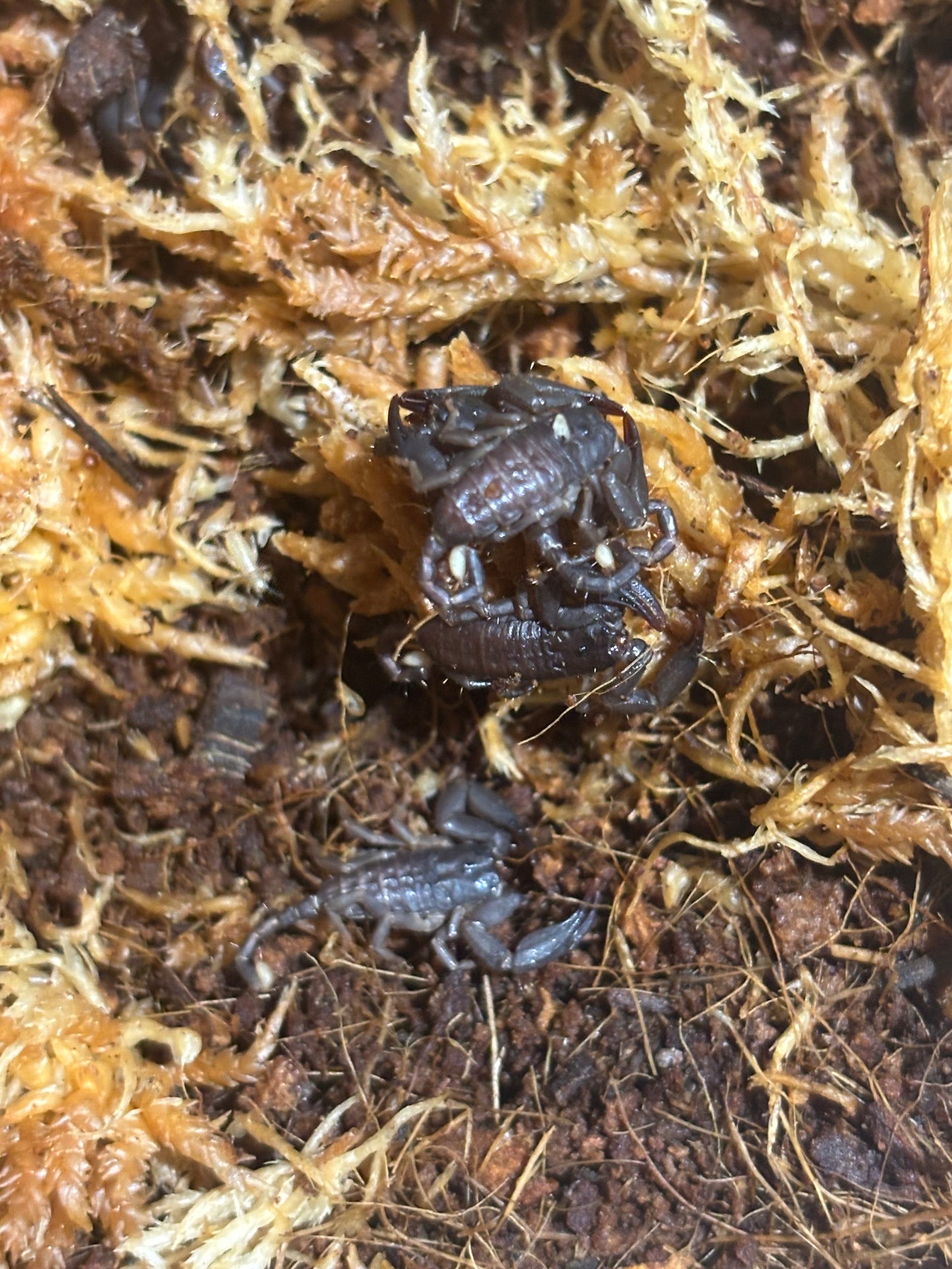 Rainforest scorplings captivate bred Kuranda local.