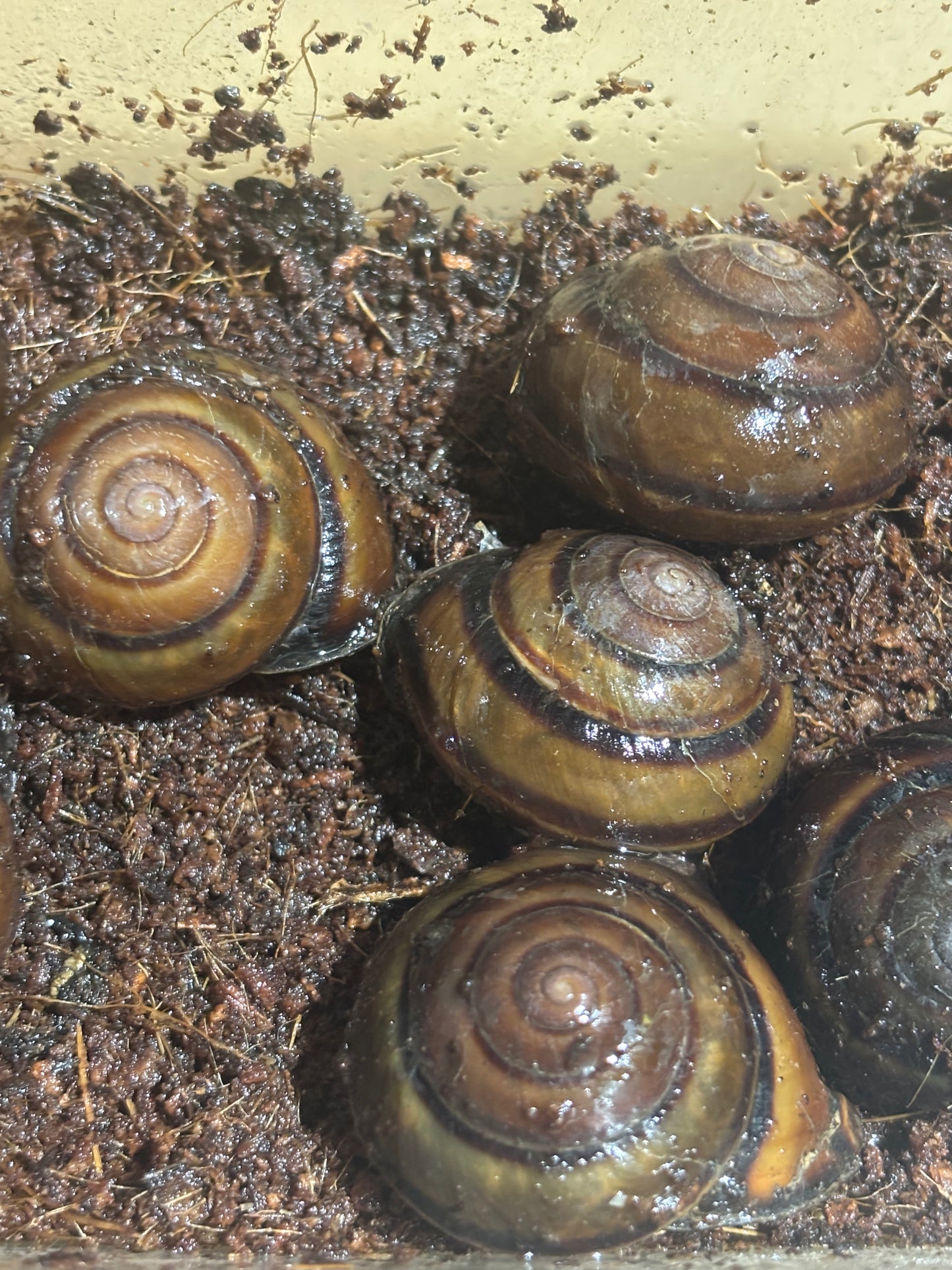 Snail Coffs Harbour local.