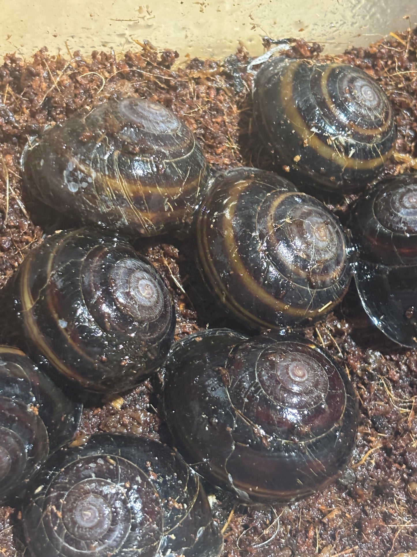Banded snail sp2 juvenile Proserpine local.