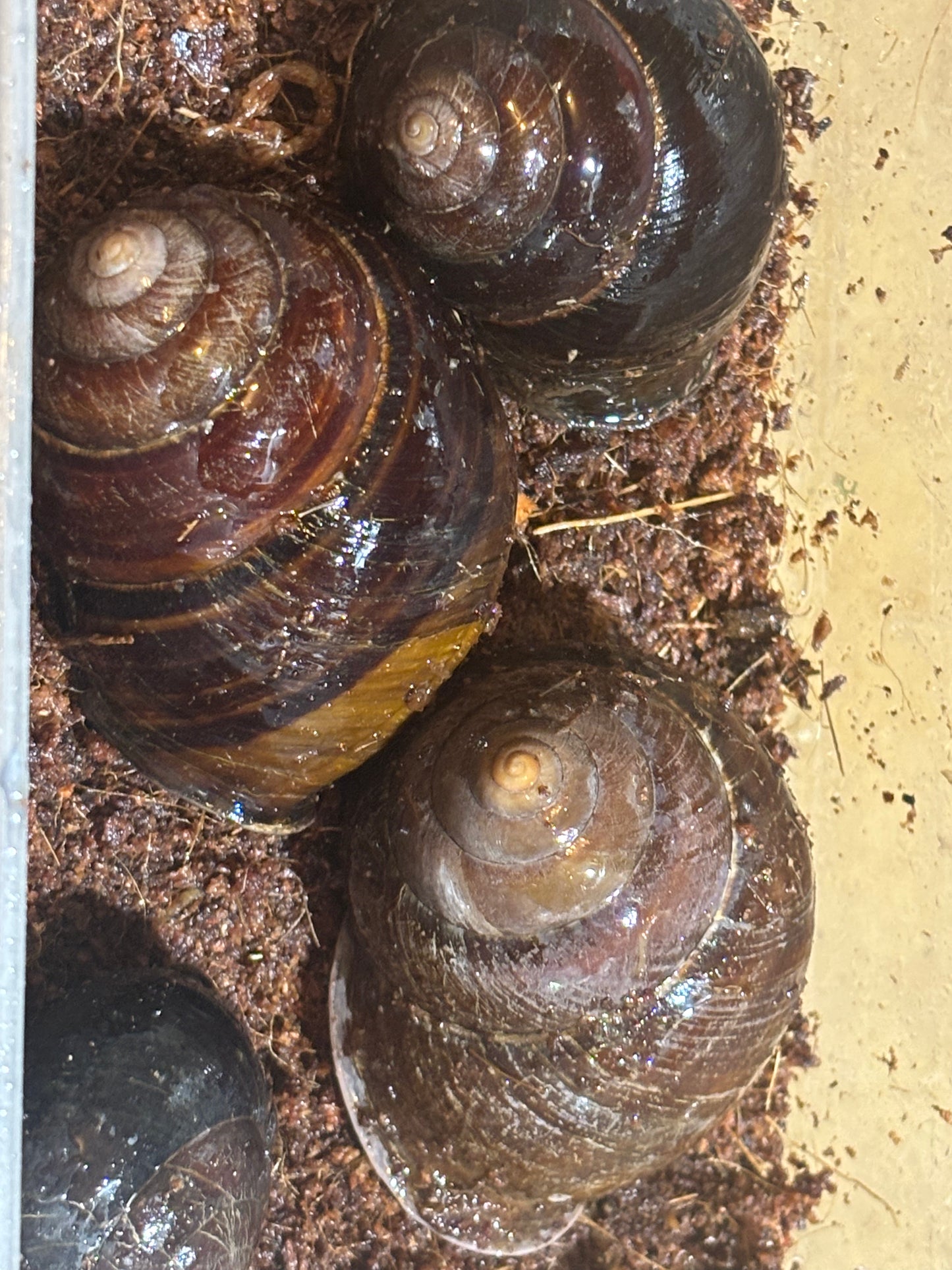 Big Banded snail Proserpine local.
