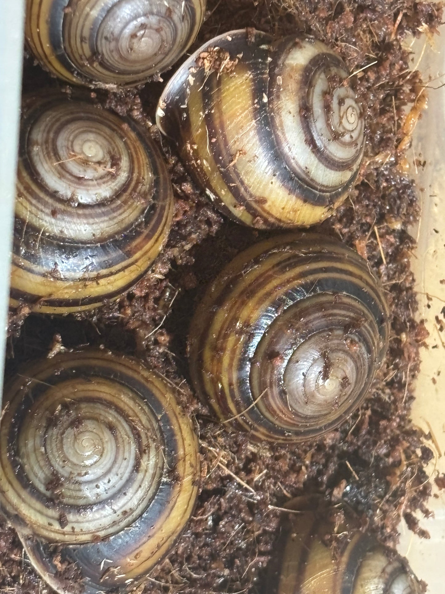 Banded snails carmila local.