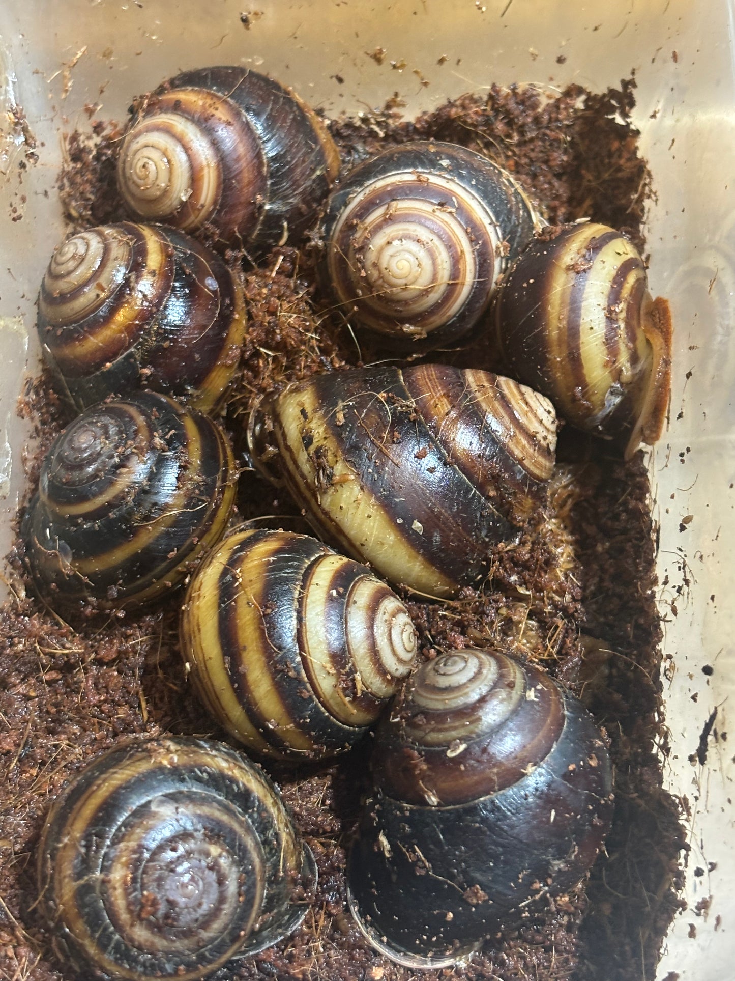 Banded snail sp2 large Proserpine local.