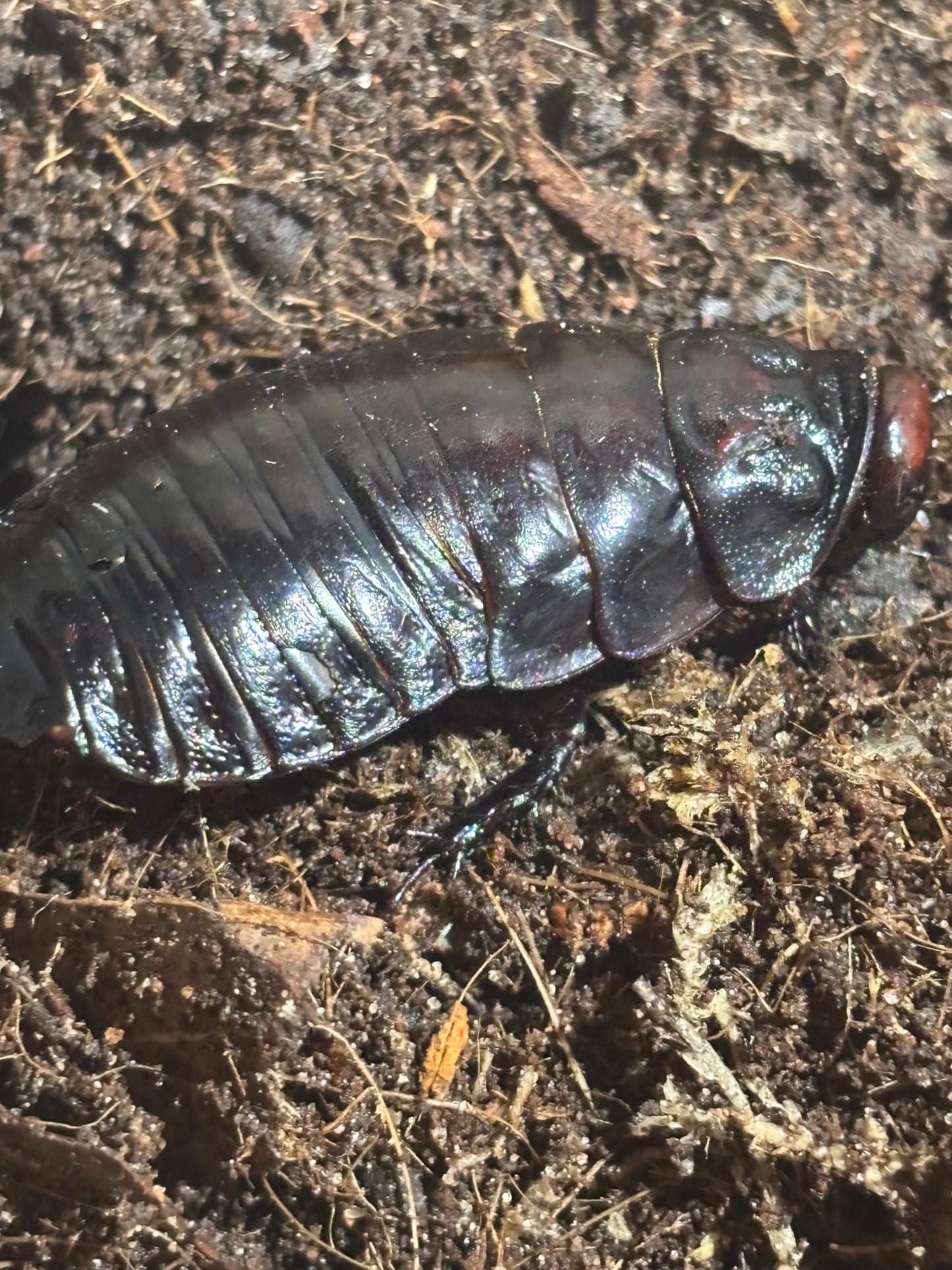 Giant burrowing roach juvenile male.