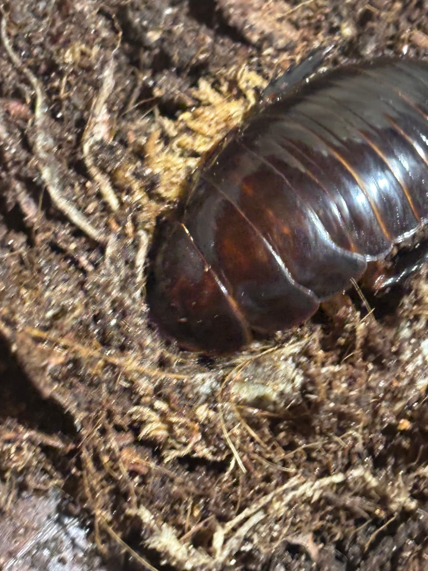 Giant burrowing roach juvenile female.