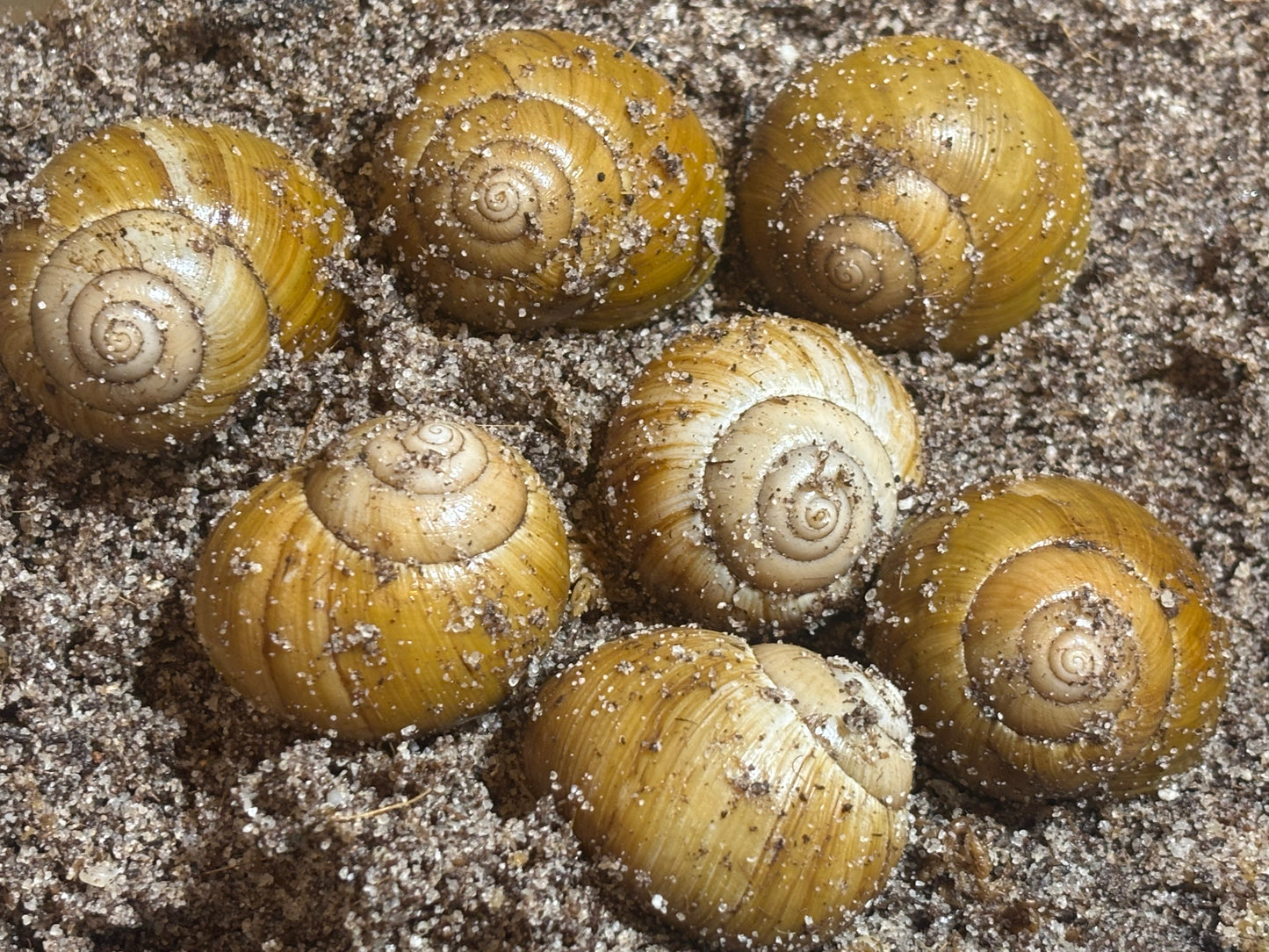 Big Mellon snail Proserpine area.