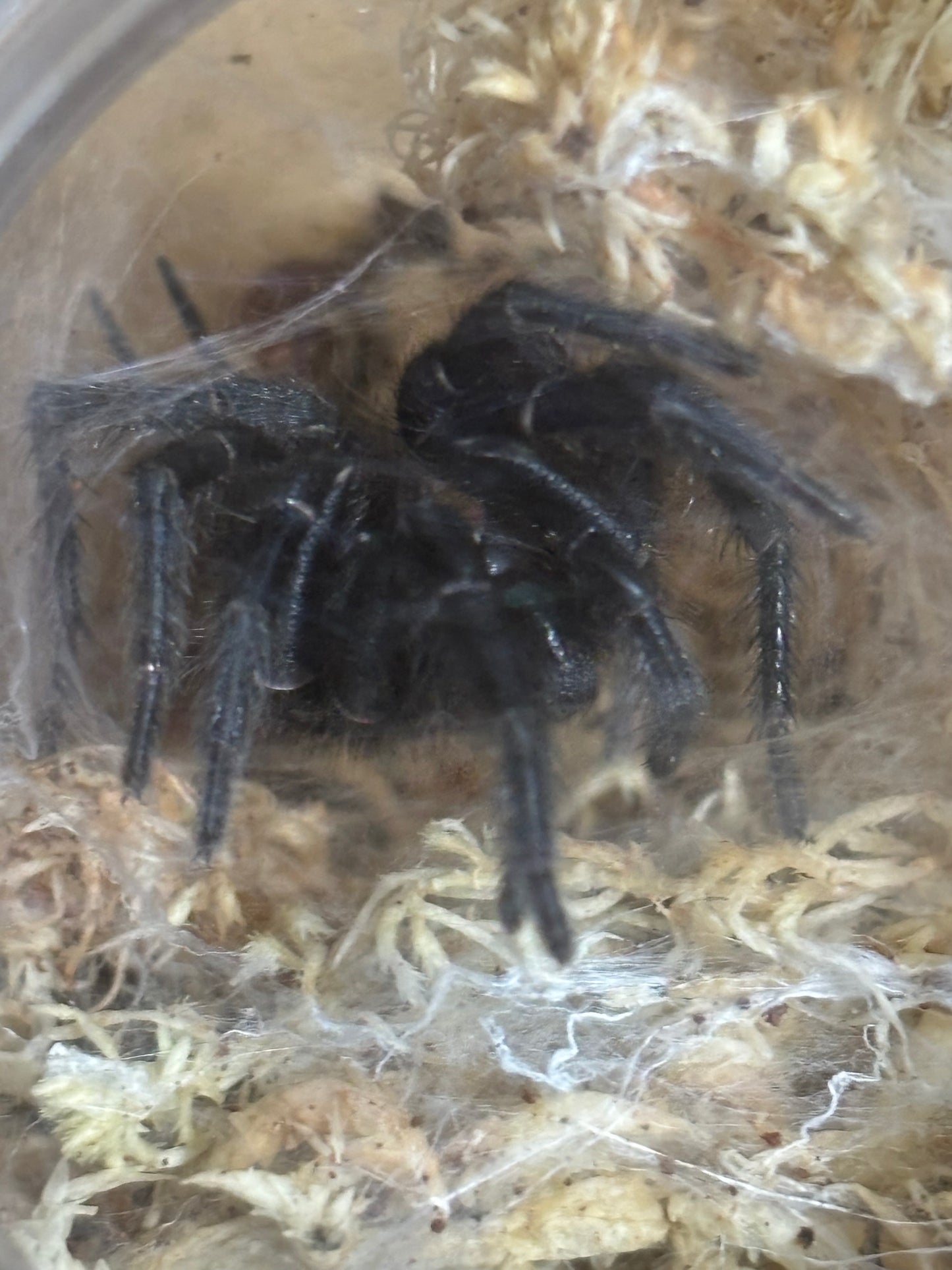 Female Australothele Nambucca.
