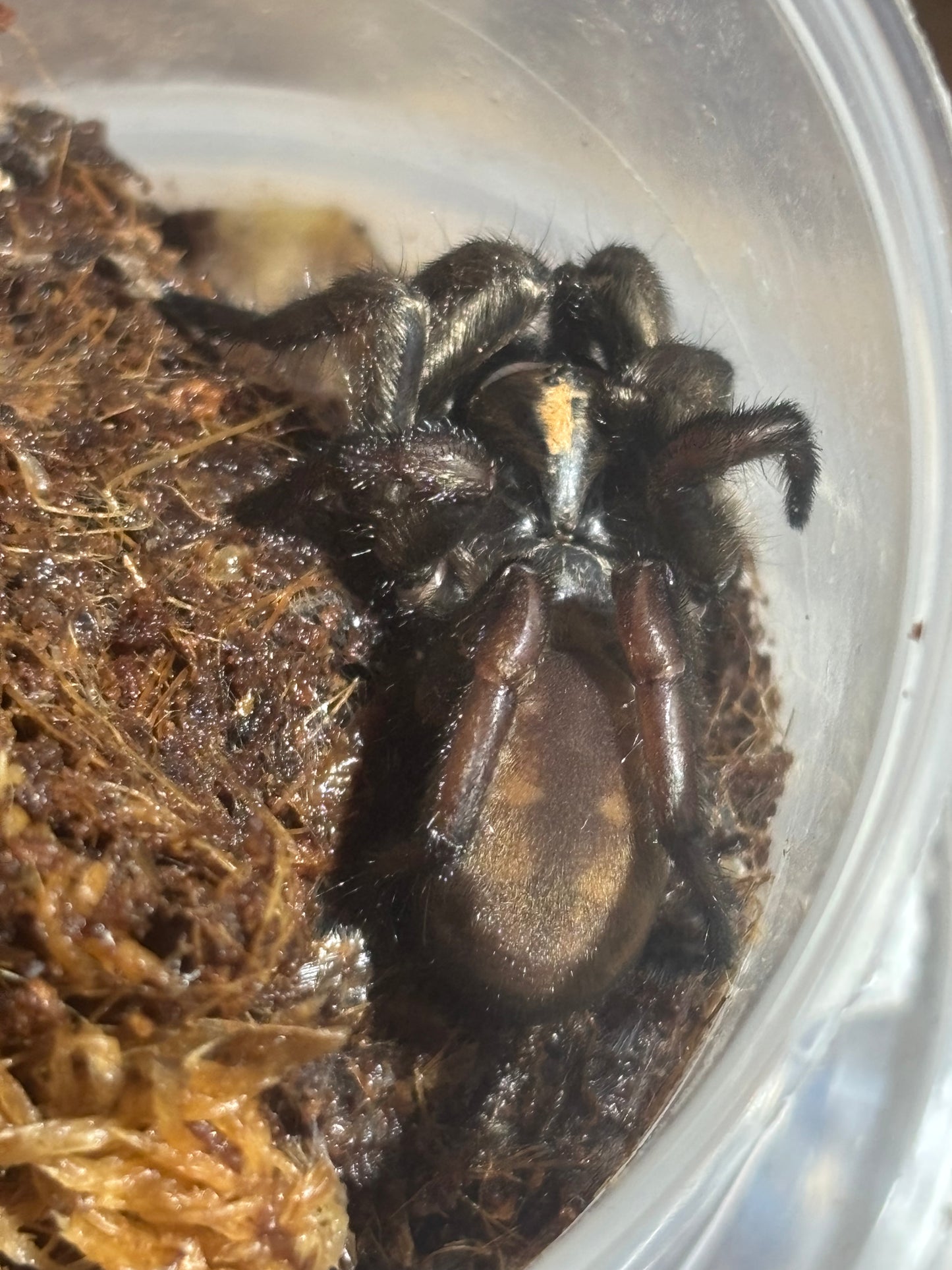 Arbantis sp tallaganda
