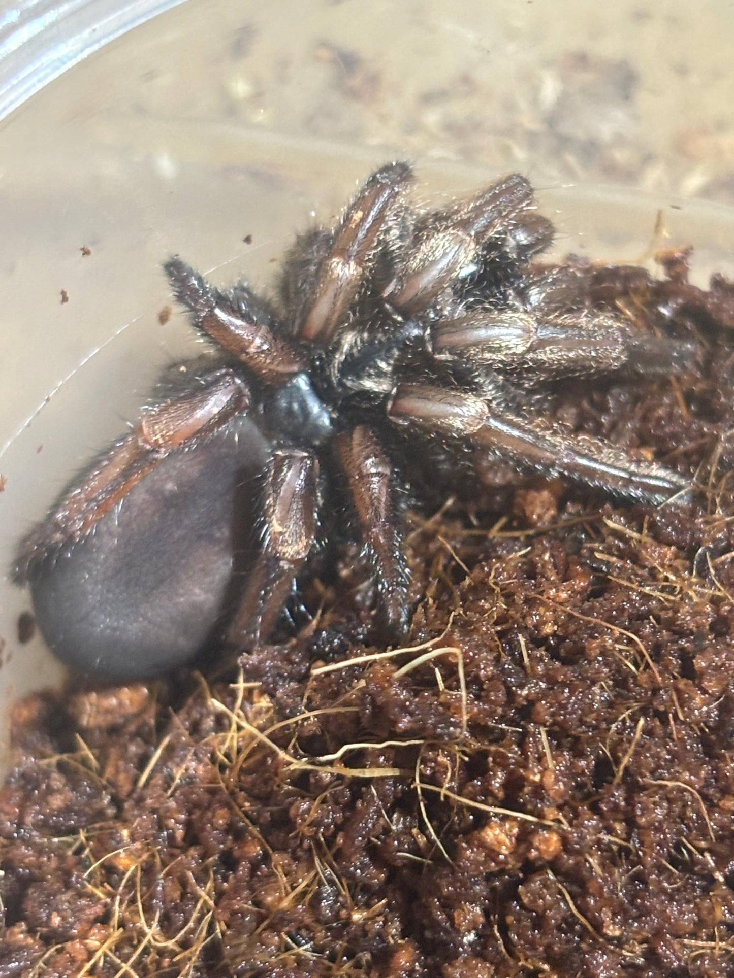 Arbantis sp Coffs Harbour.