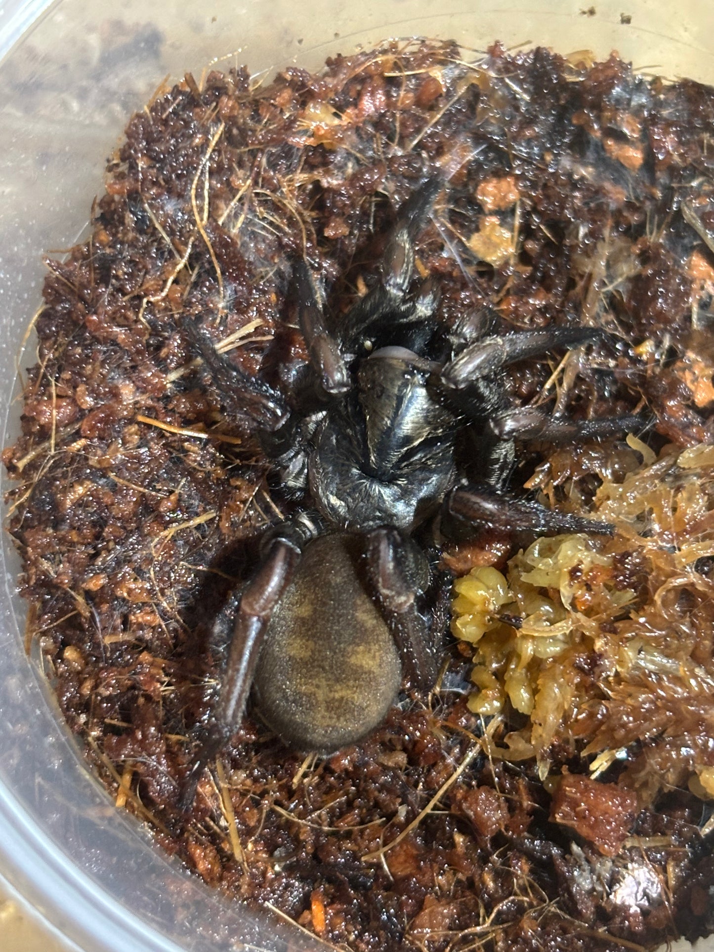Arbanitis sp Benarkin.