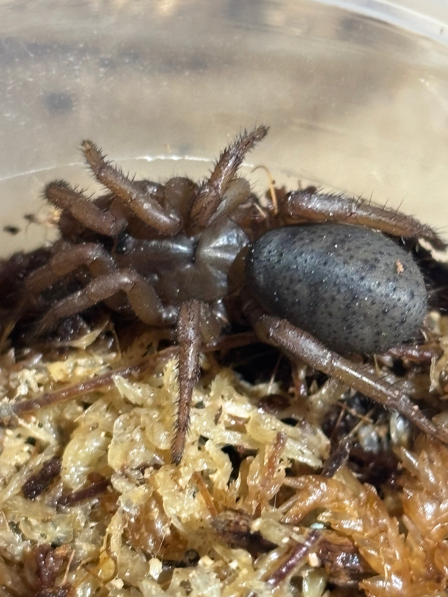 Cataxia sp Proserpine juvenile.