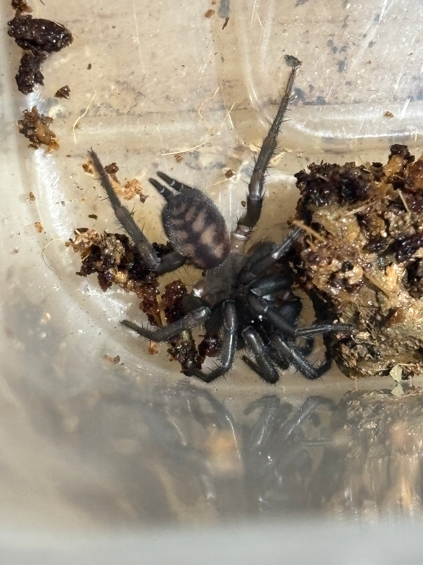 Paraembolides sp Newcastle.
