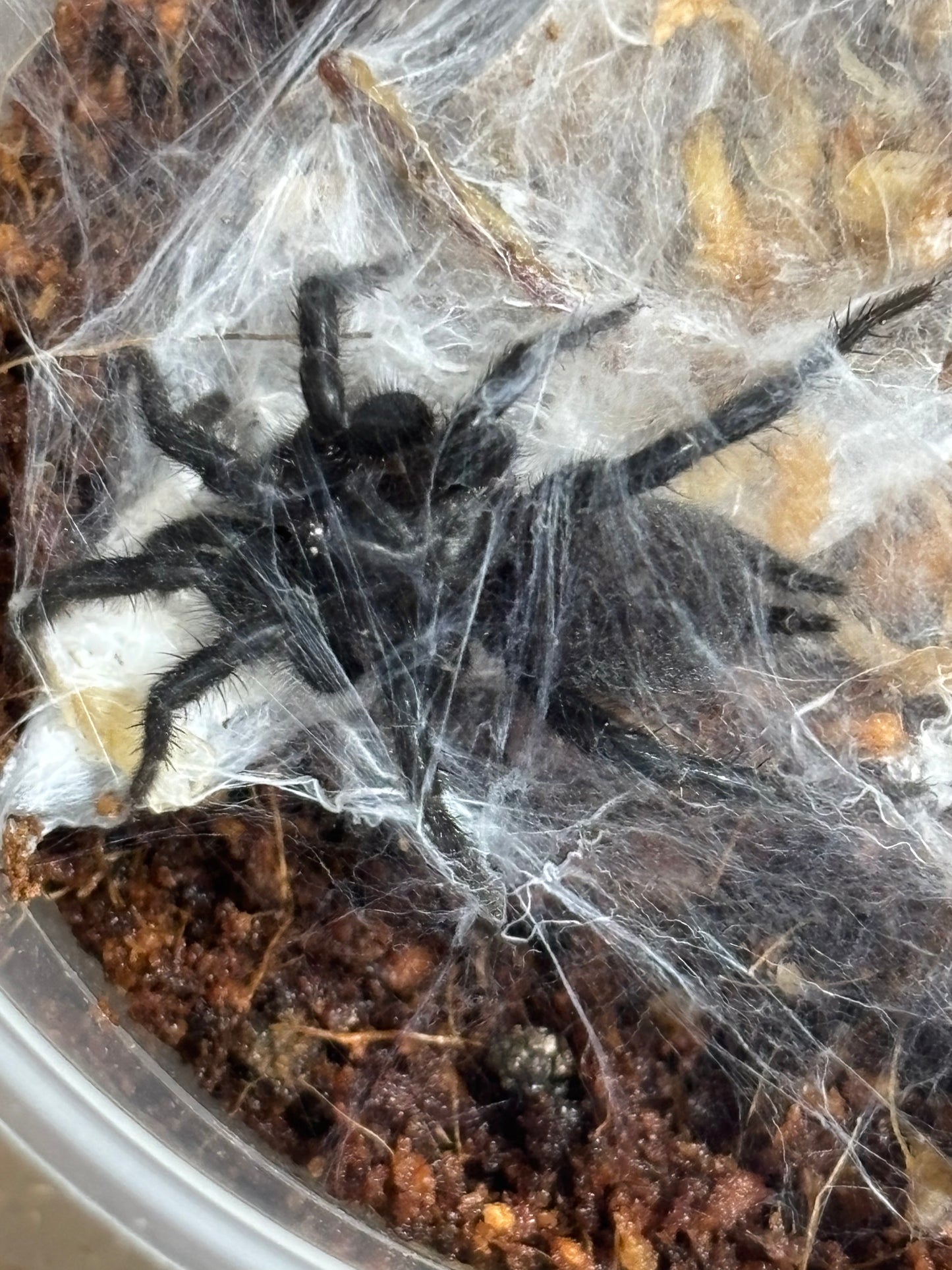 Australothele sp kroombit.