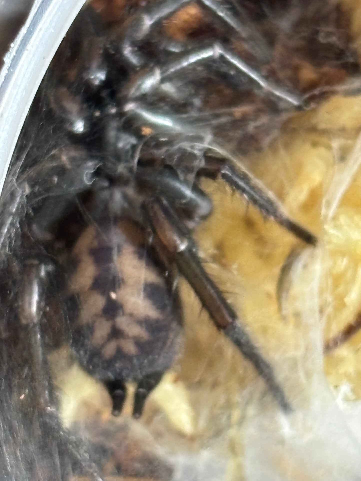 Paraembolides sp Nambucca.
