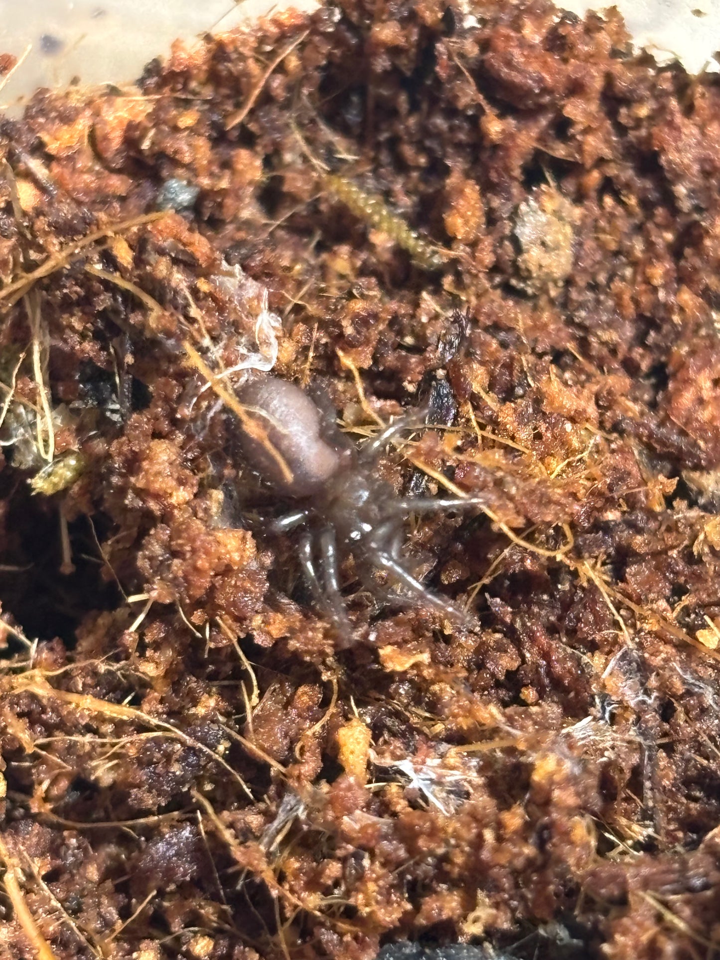 Atrax robustus sling.