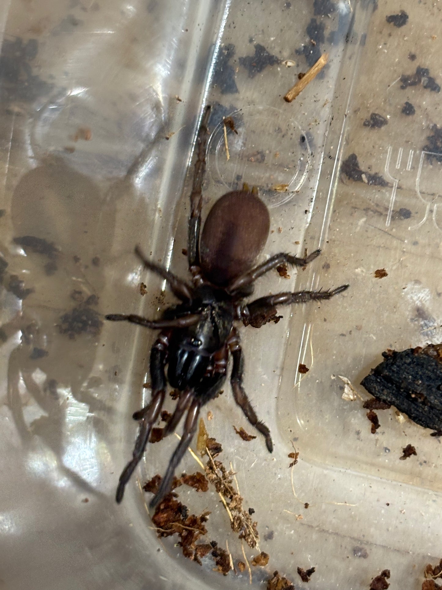 Juvenile Aname sp Cardwell area.