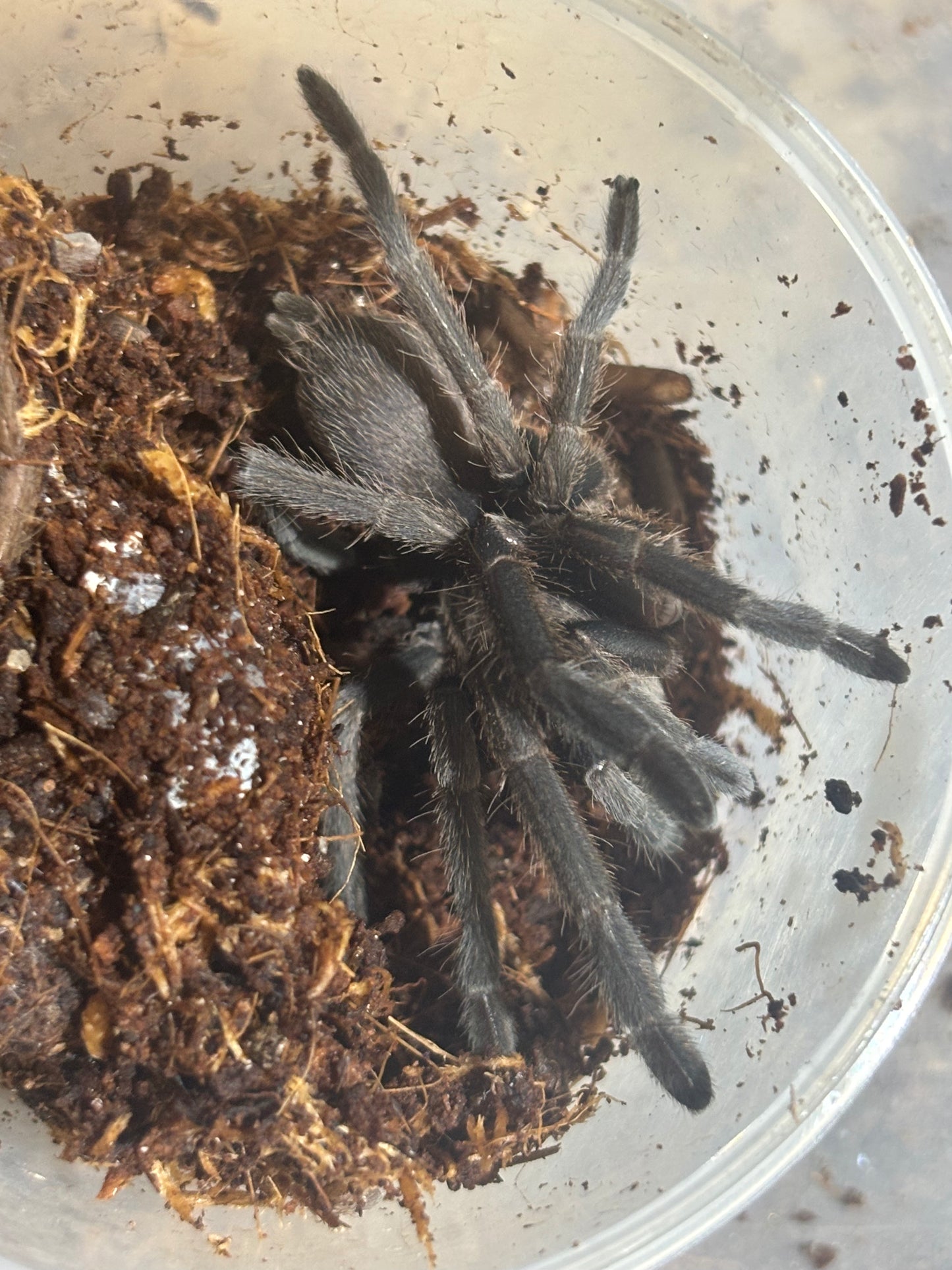 Phlogius pq113 70mm leg span.