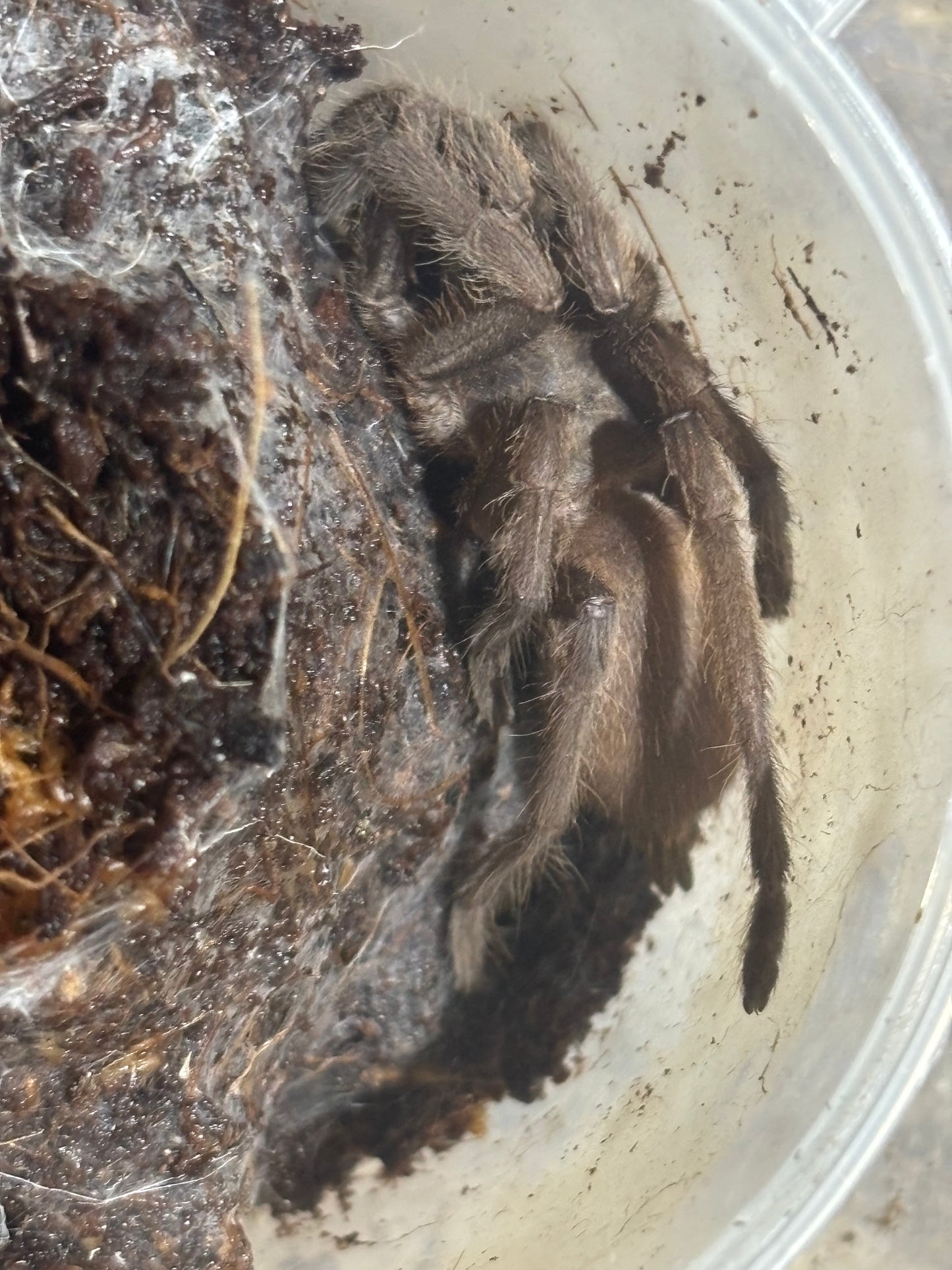 Phlogius rubiseta 70mm leg span.