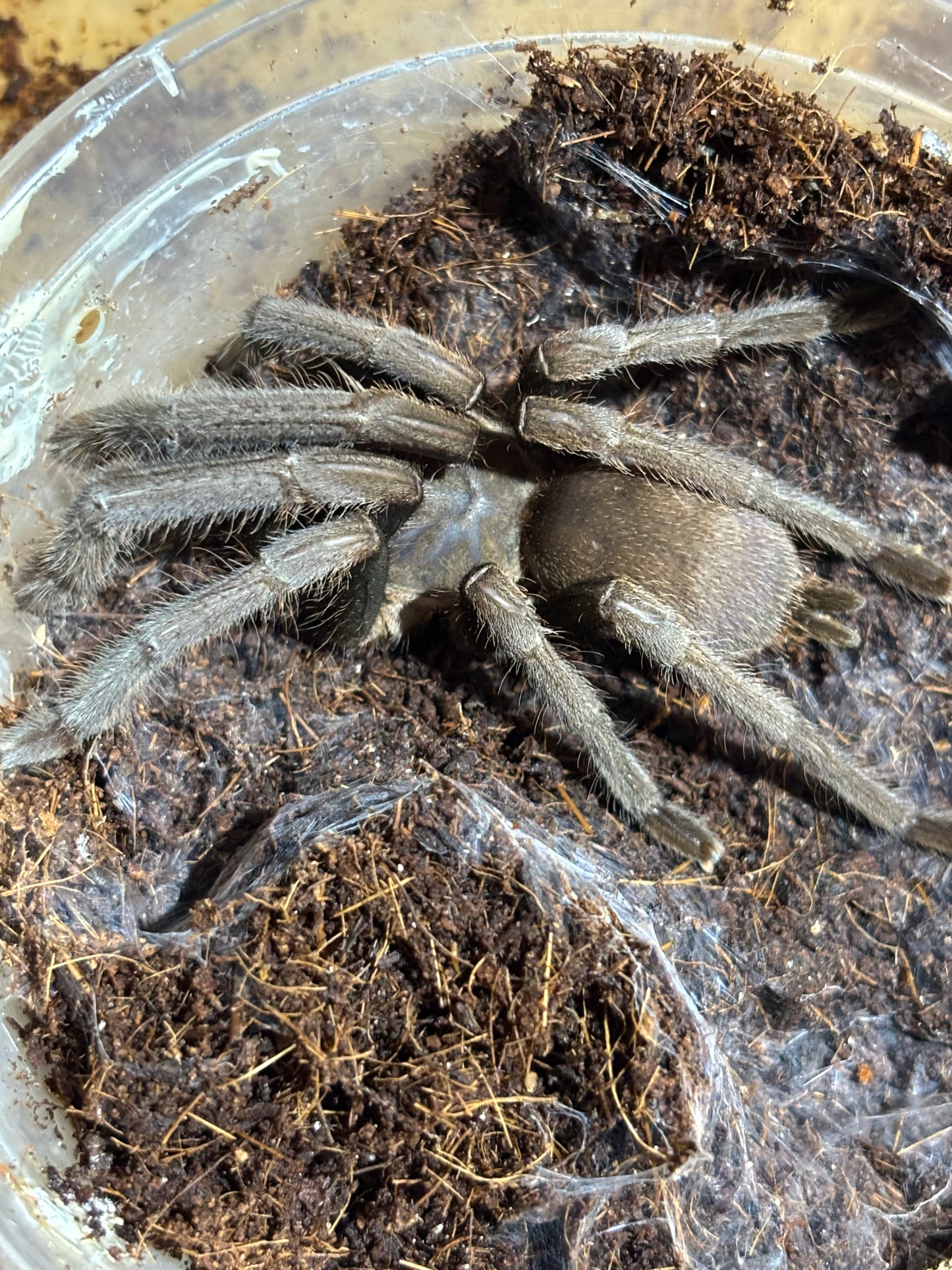 Female Phlogius rubiseta 115mm leg span.