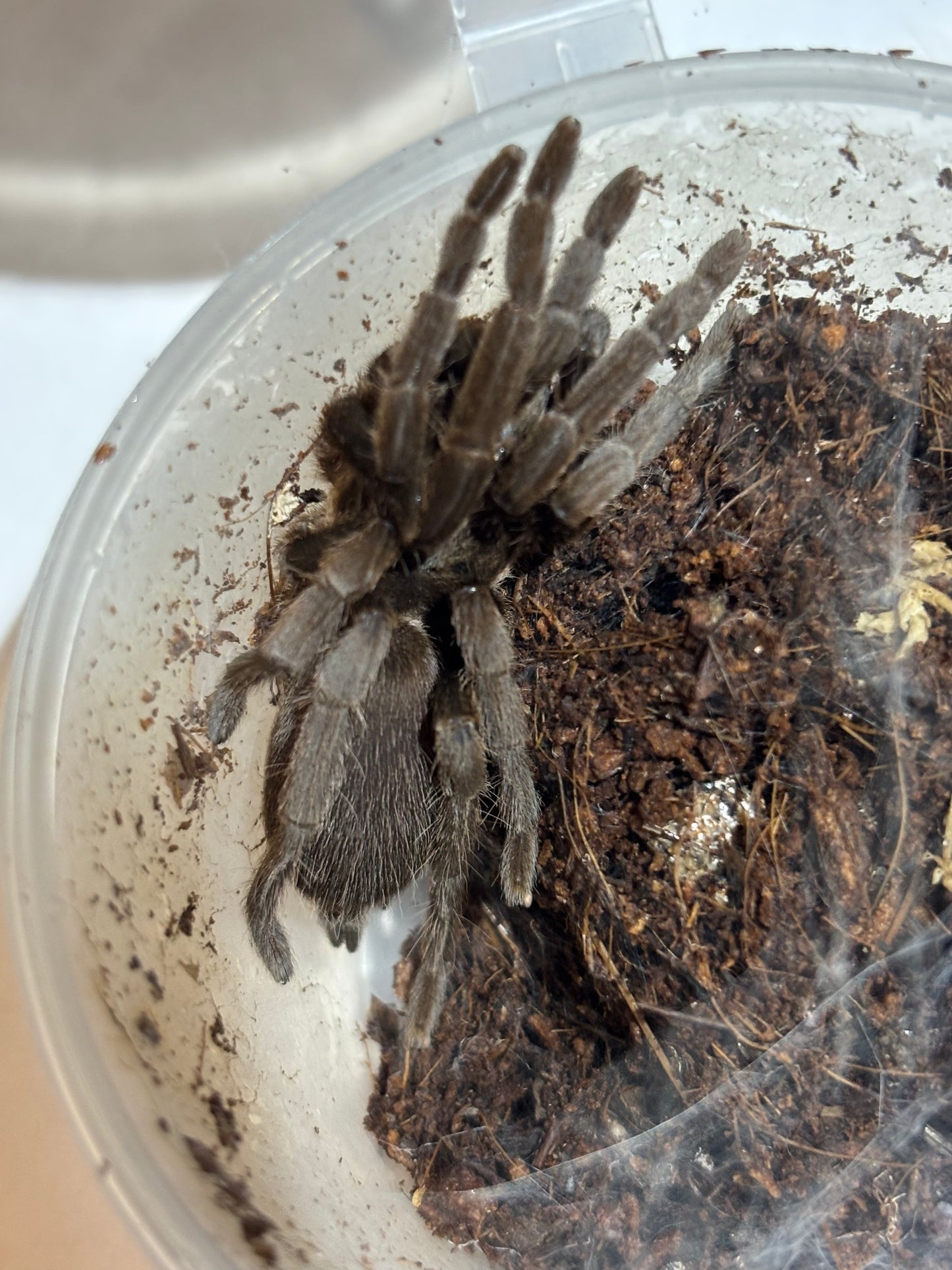 Coremiocnemis tropix 70mm leg span.