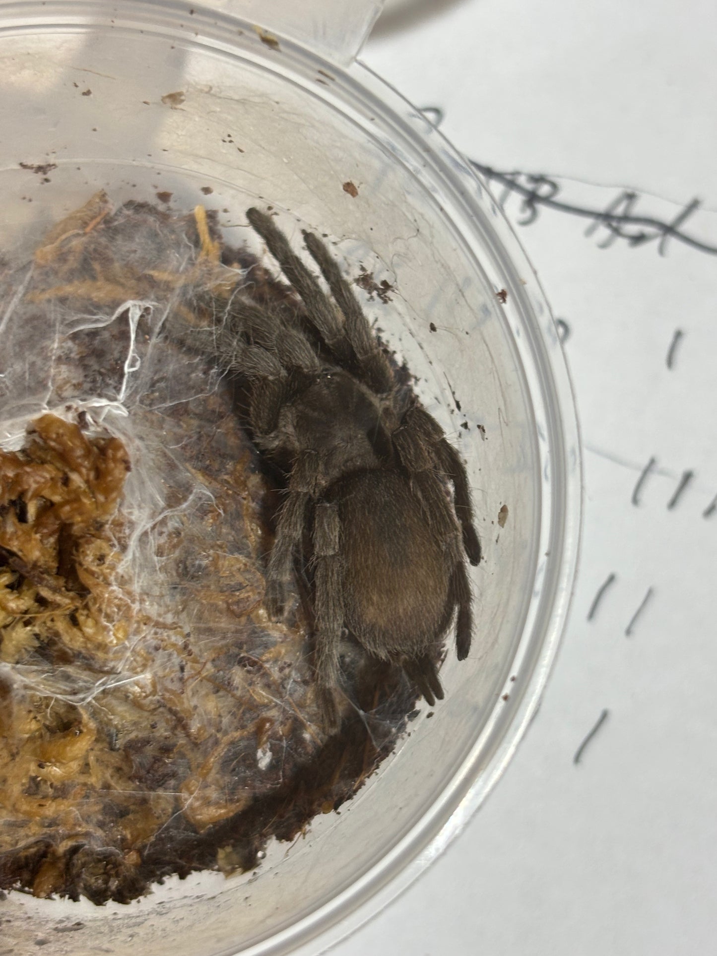 Coremiocnemis tropix 50mm leg span.
