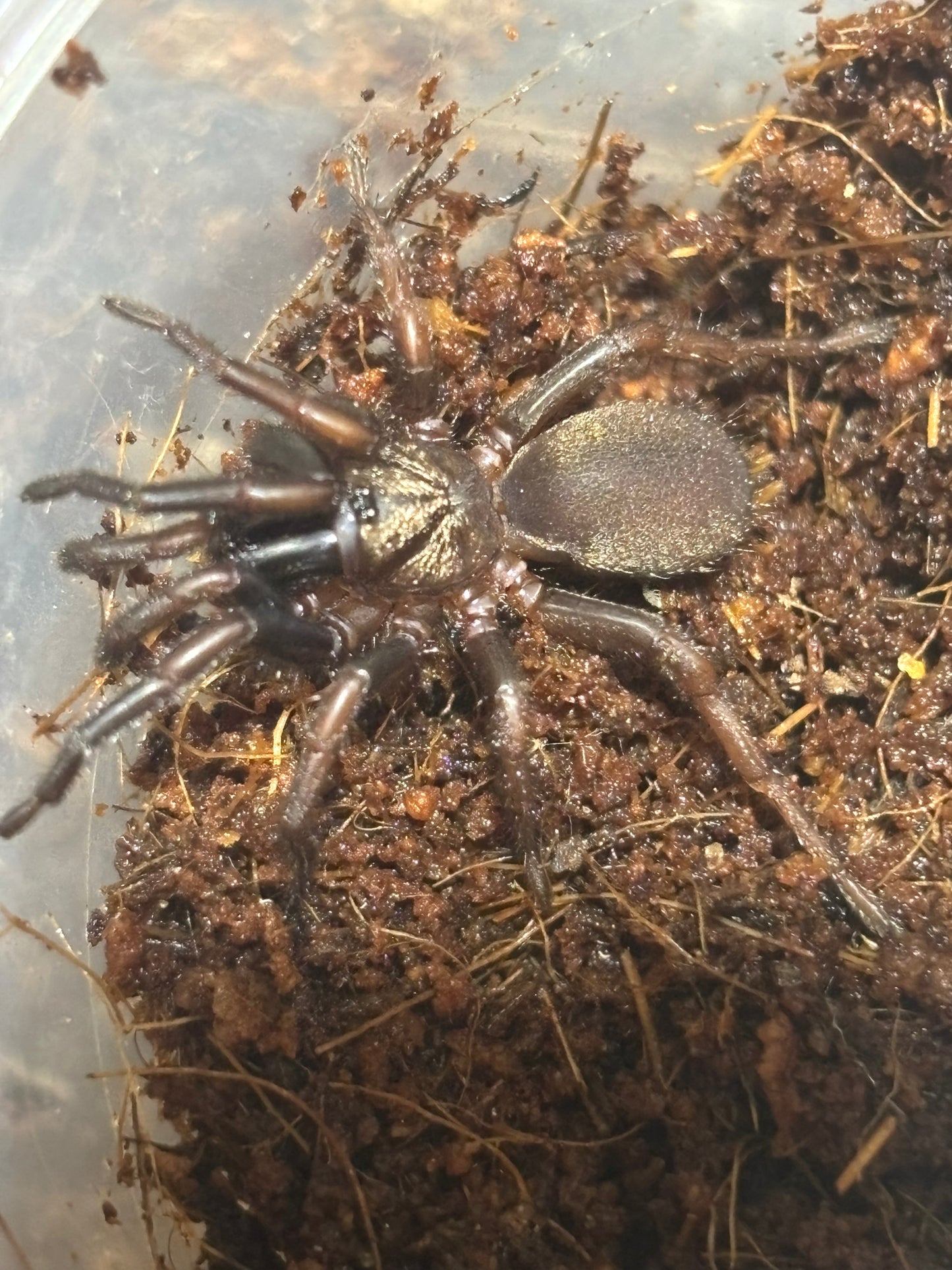 Juvenile Aname cardstone area.