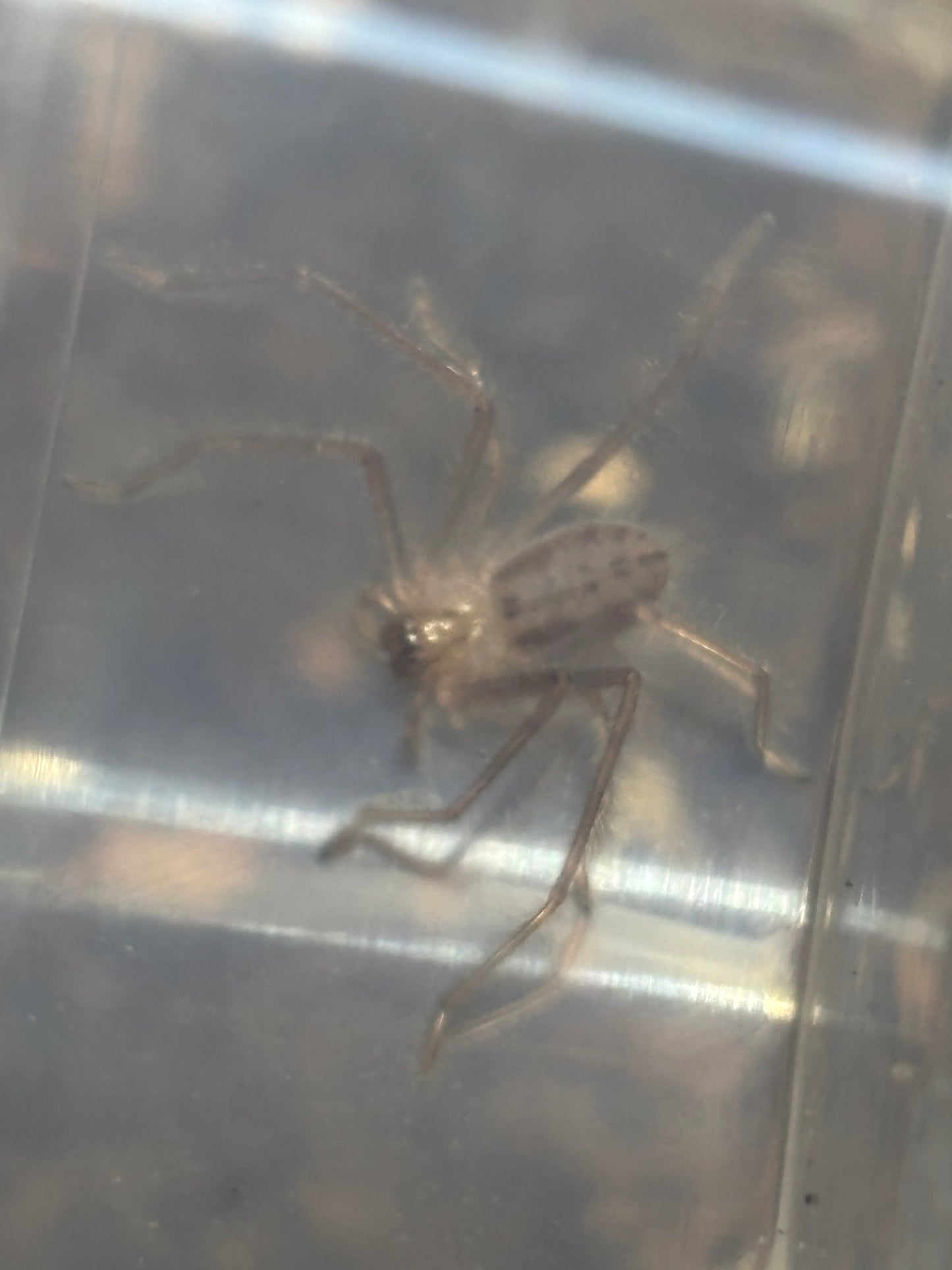 Social huntsman small juvenile.