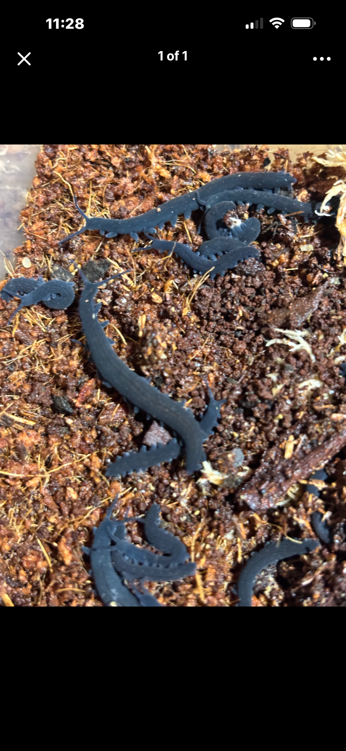 Velvet worm