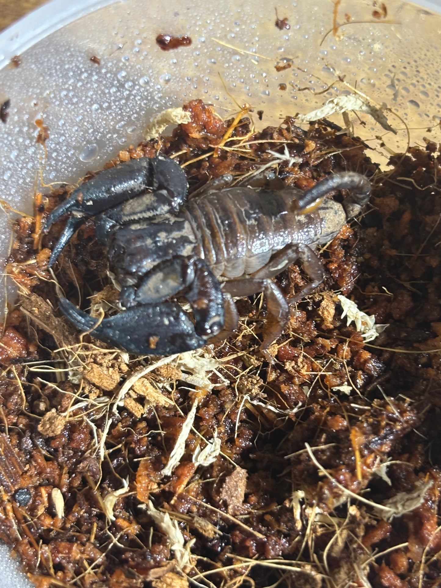 Rainforest scorpion female cairns area.