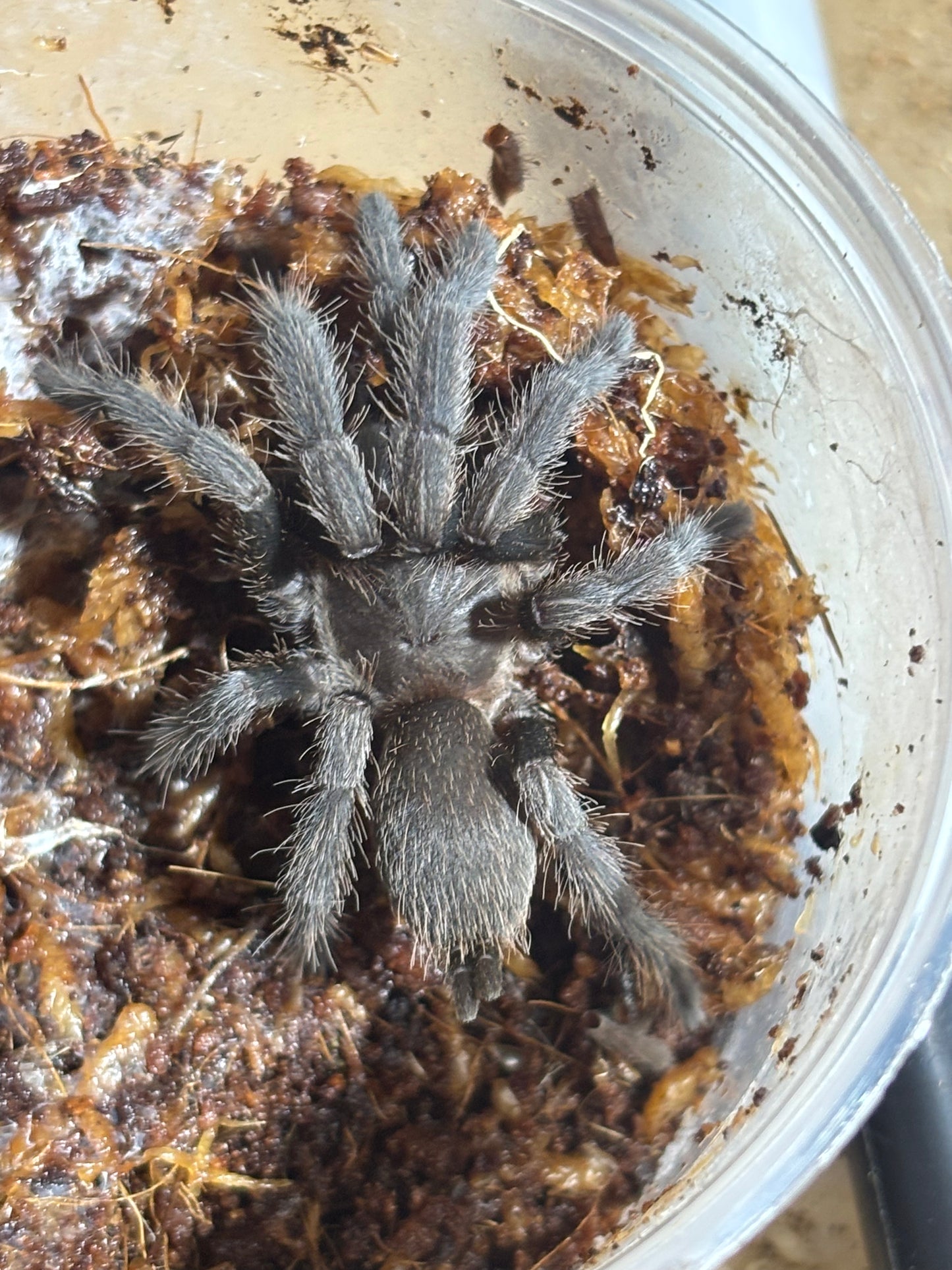 Phlogius pq113 40mm leg span.