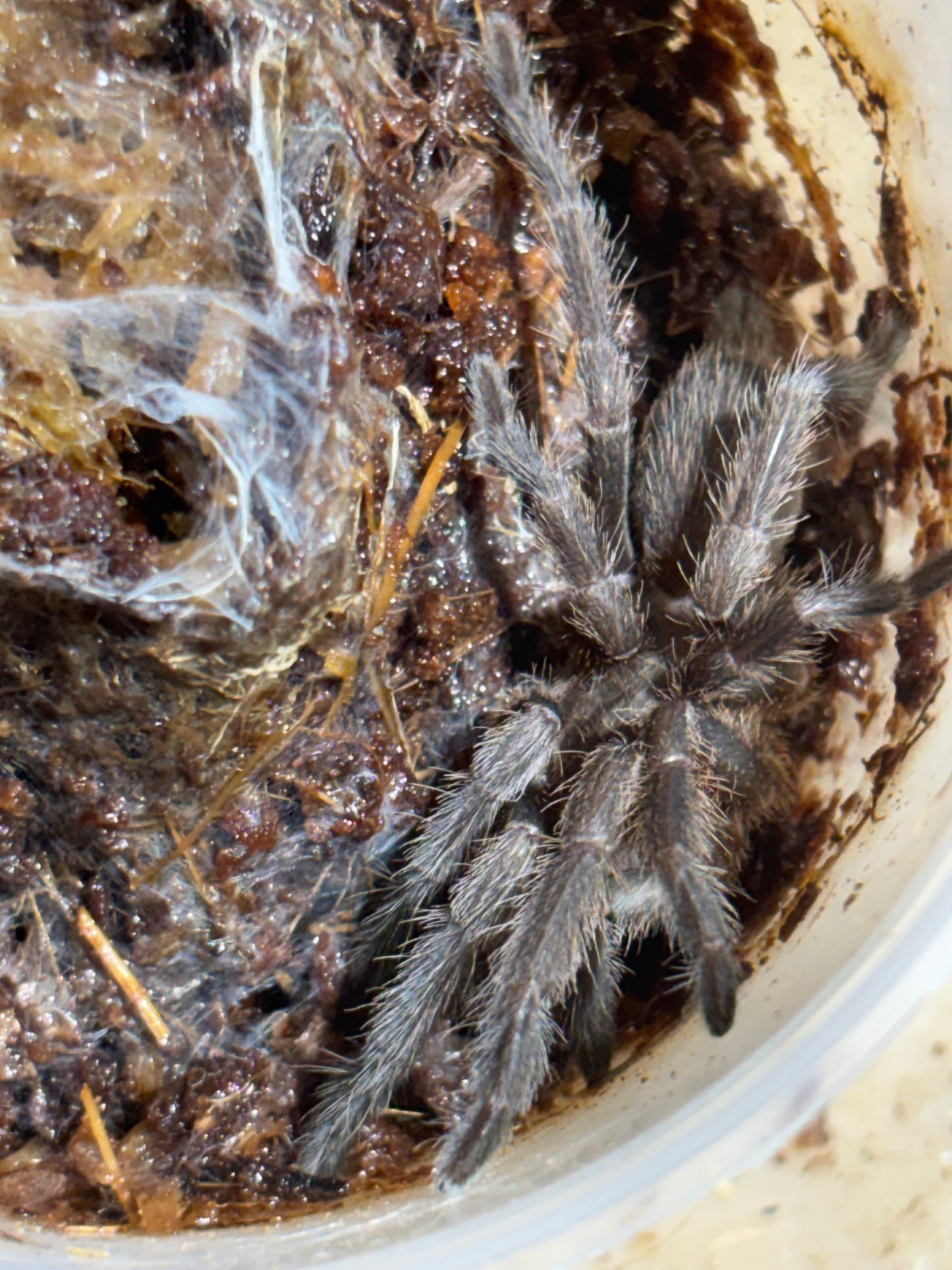 Phlogius PQ western form 40mm leg span.