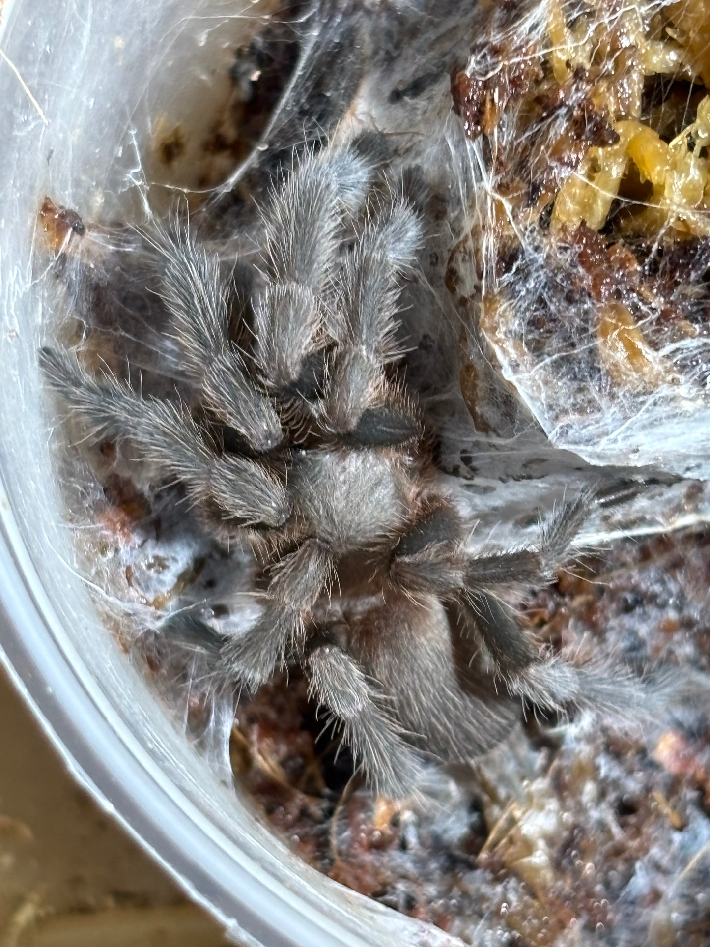 Phlogius crassipies cape Gloucester local 40mm leg span.