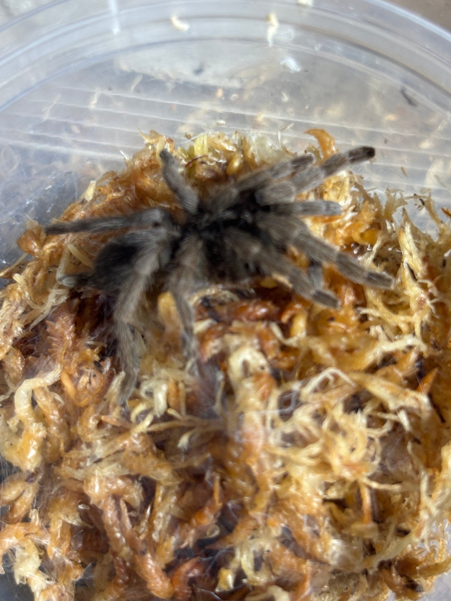 Coremiocnemis tropix 40mm leg span tinaroo area.